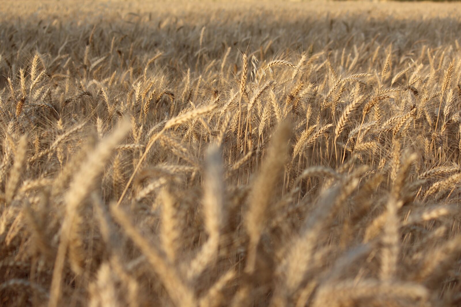 Canon EOS 1200D (EOS Rebel T5 / EOS Kiss X70 / EOS Hi) sample photo. Wheat, cereal, field photography