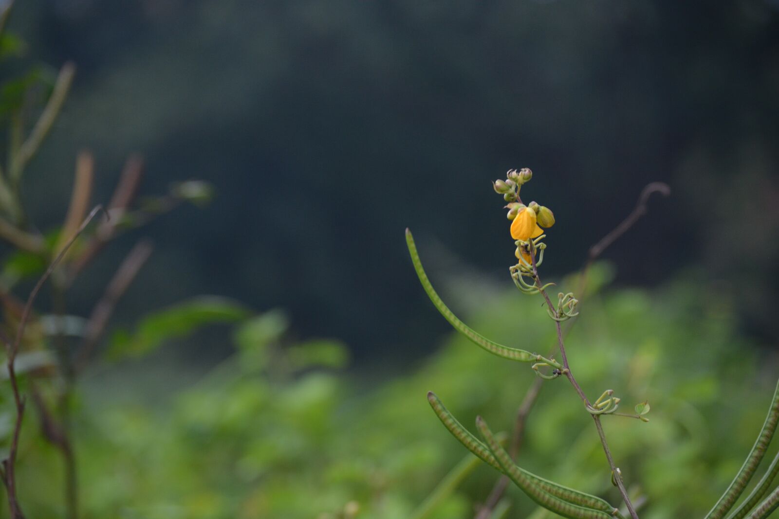Nikon D5200 sample photo. Flower, india, west bengal photography