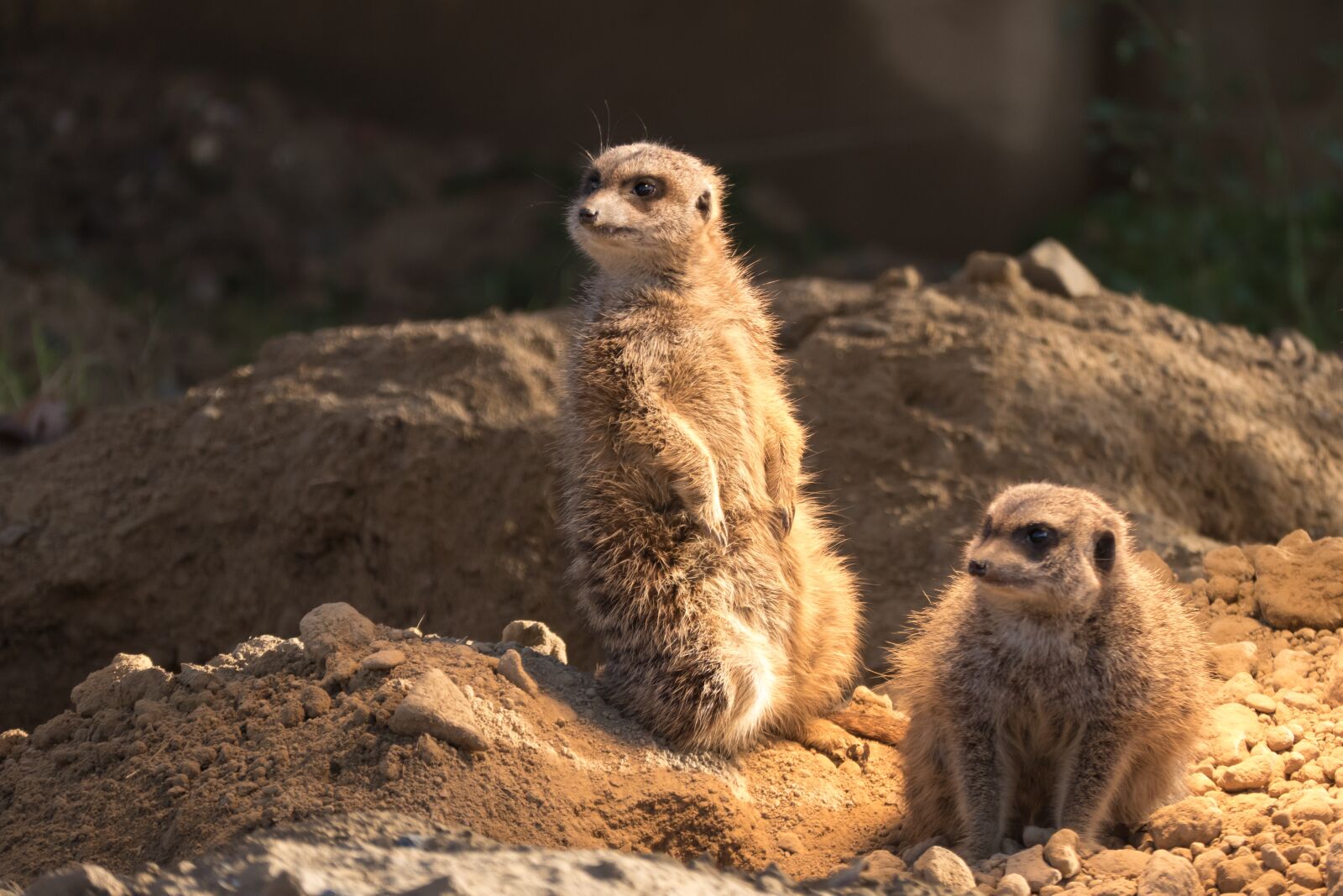 Panasonic Lumix DMC-FZ1000 sample photo. Meerkat, zoo, animals photography