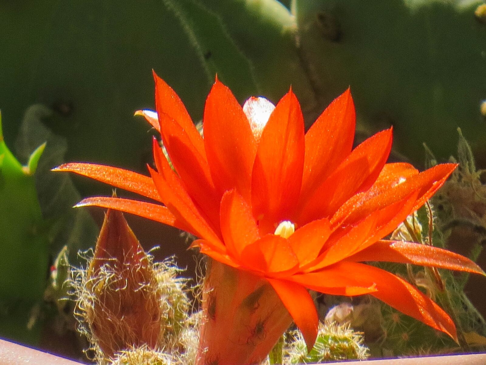 Canon PowerShot SX50 HS sample photo. Cactus, red, sun photography