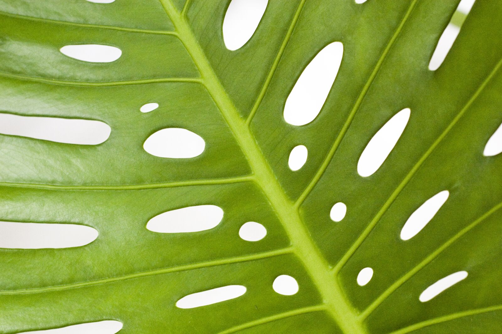 Nikon D40 sample photo. Monstera, plant, leaf photography