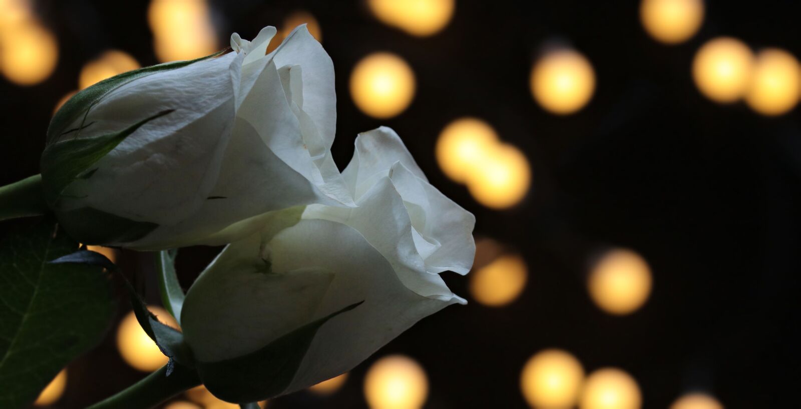Canon EOS 80D sample photo. White, rose, flower, petal photography