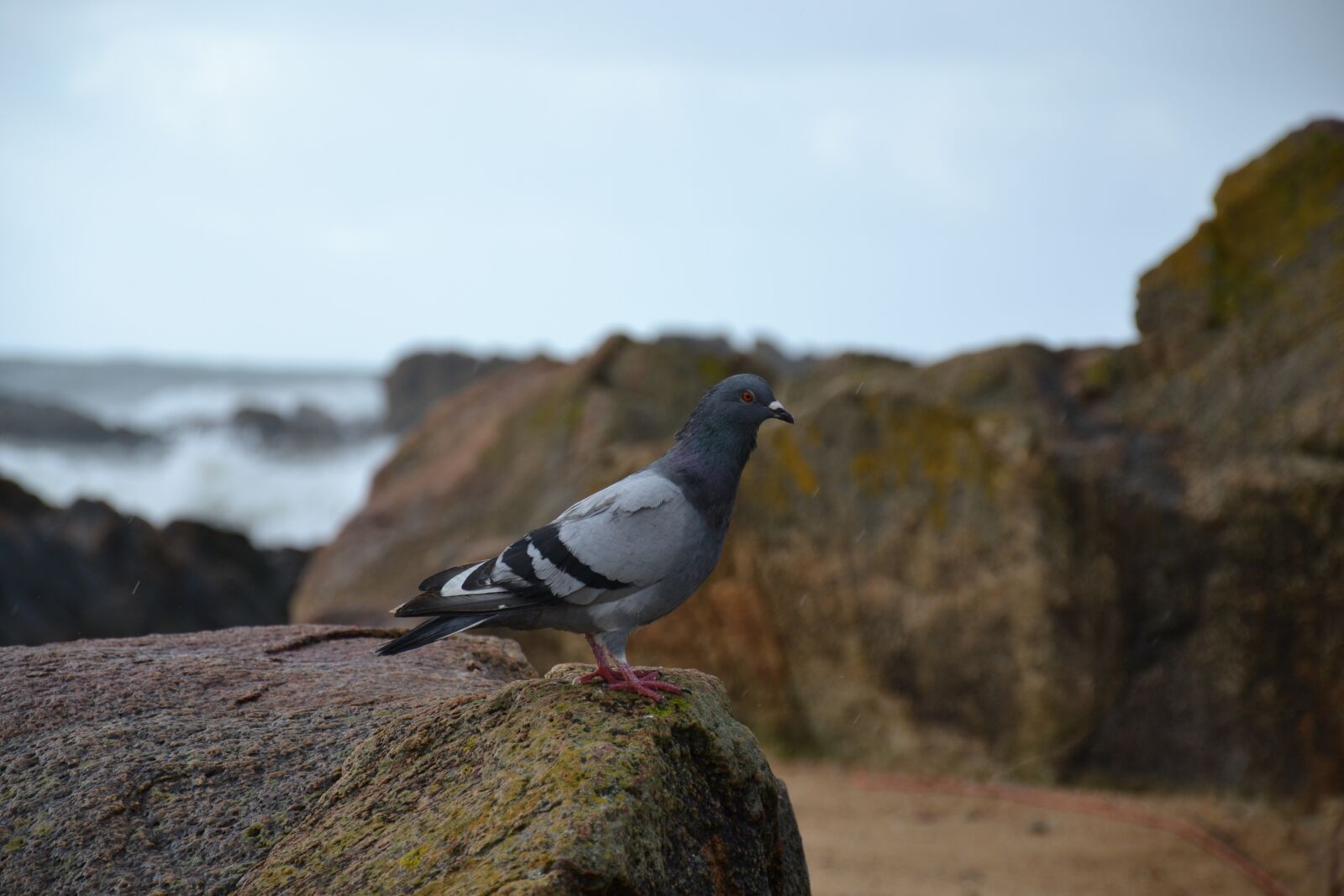 Nikon D3100 sample photo. Pigeon, sea, rocks photography