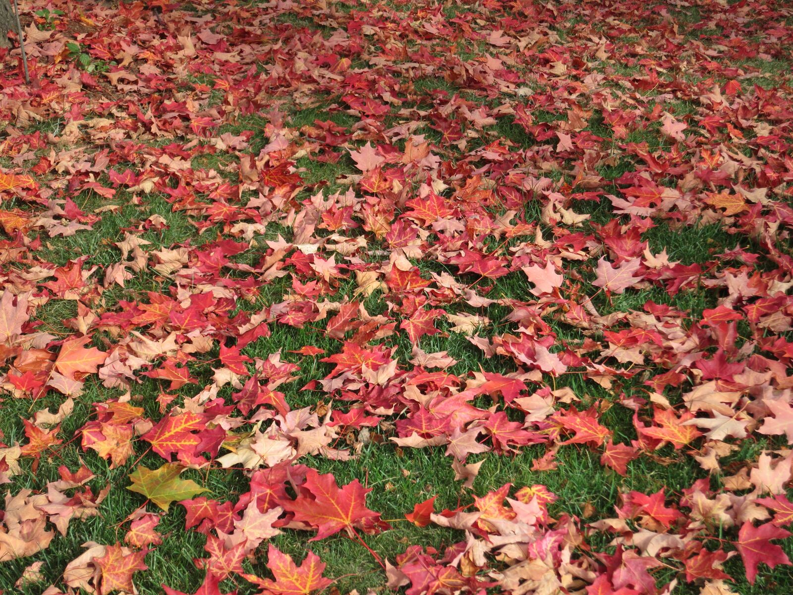 Canon PowerShot S100 sample photo. Maple leaves, autumn, nature photography
