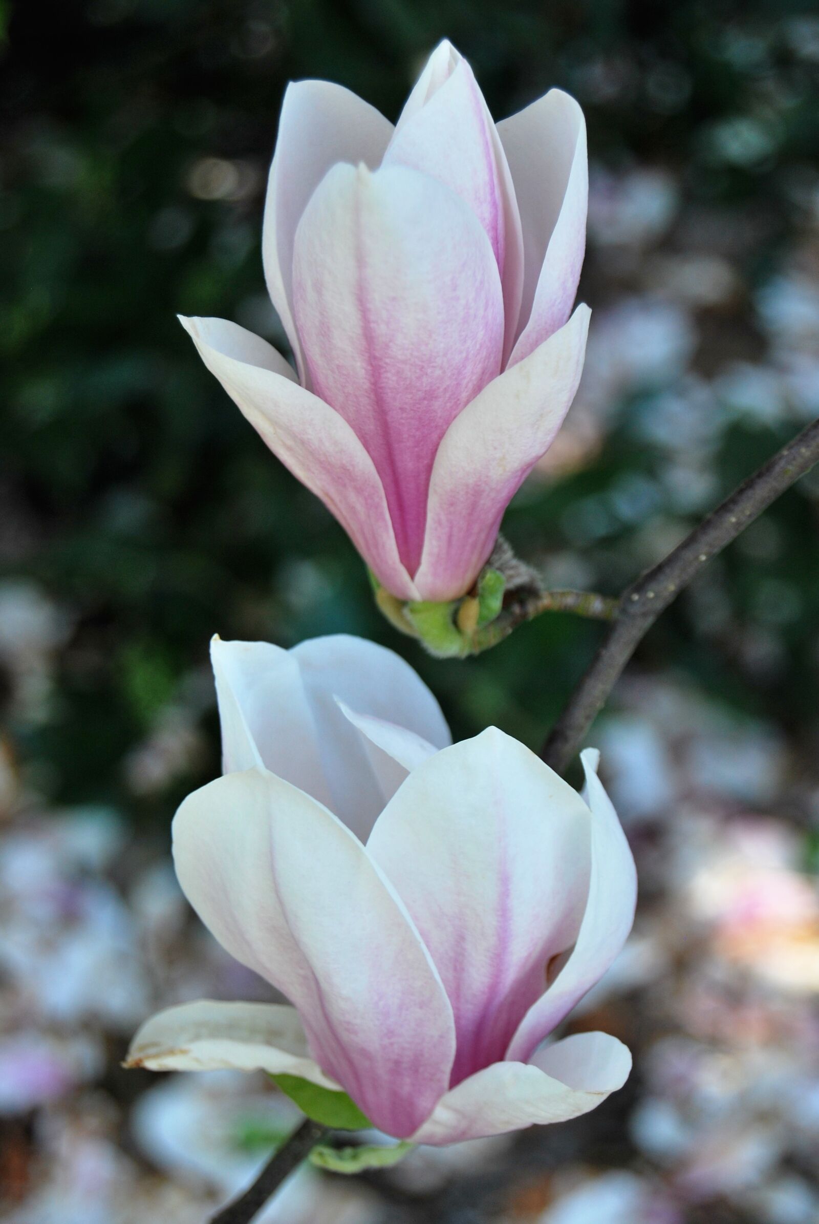 Nikon D60 sample photo. Magnolia, flowers, spring photography