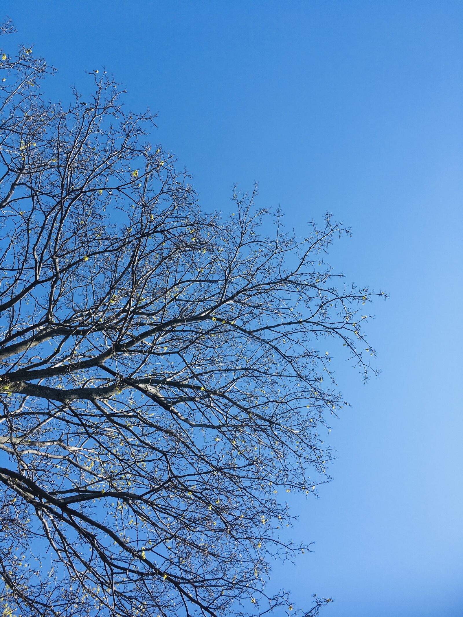 iPhone SE back camera 4.15mm f/2.2 sample photo. Tree, bleu, outside photography