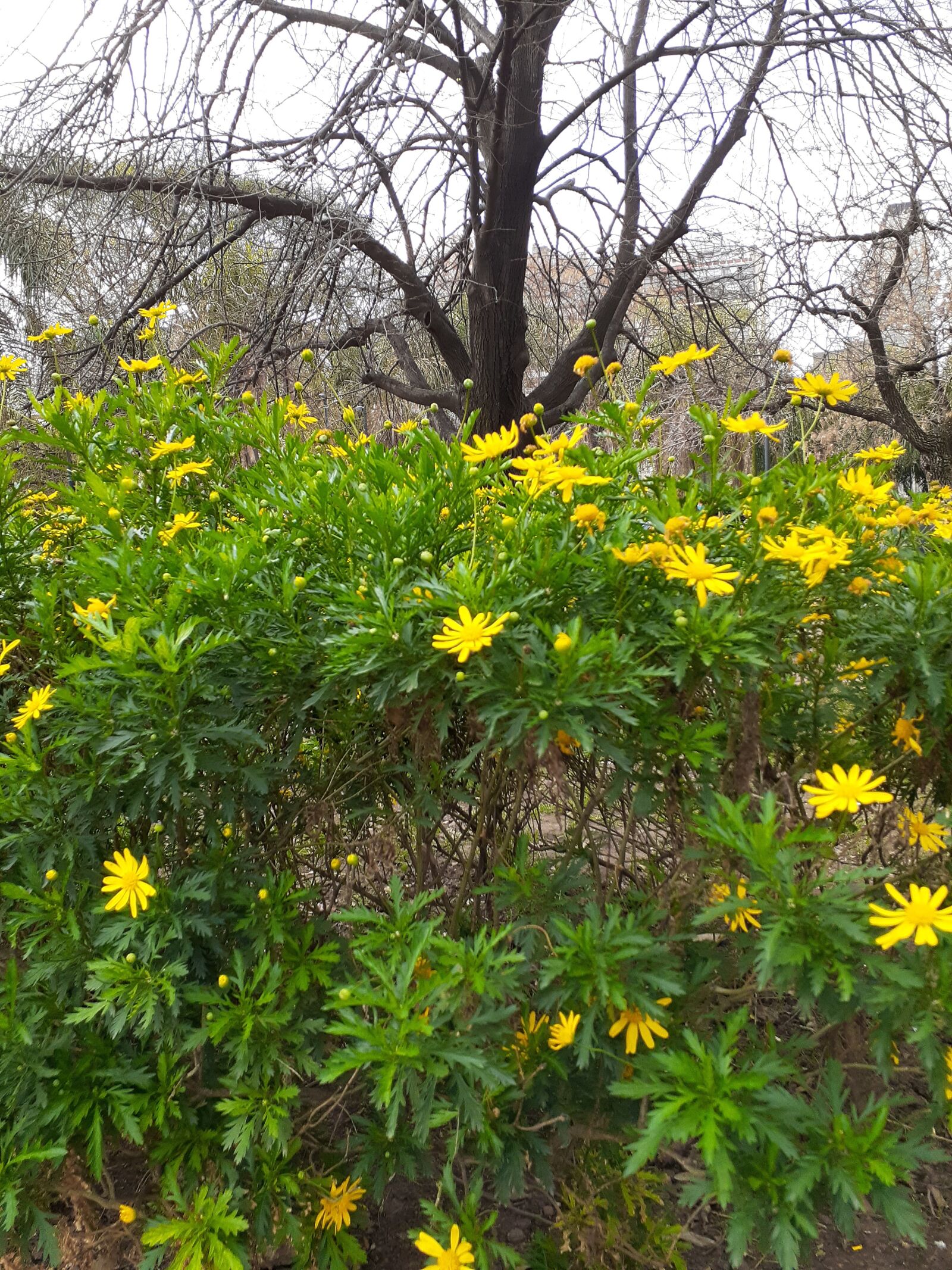Samsung SM-A205G sample photo. Flores, primavera, naturaleza photography