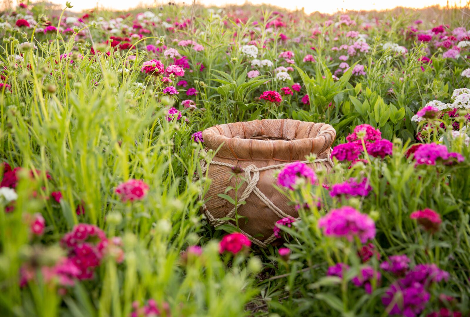 Canon EF 24-70mm F2.8L II USM sample photo. Flower field, bucket, baby photography