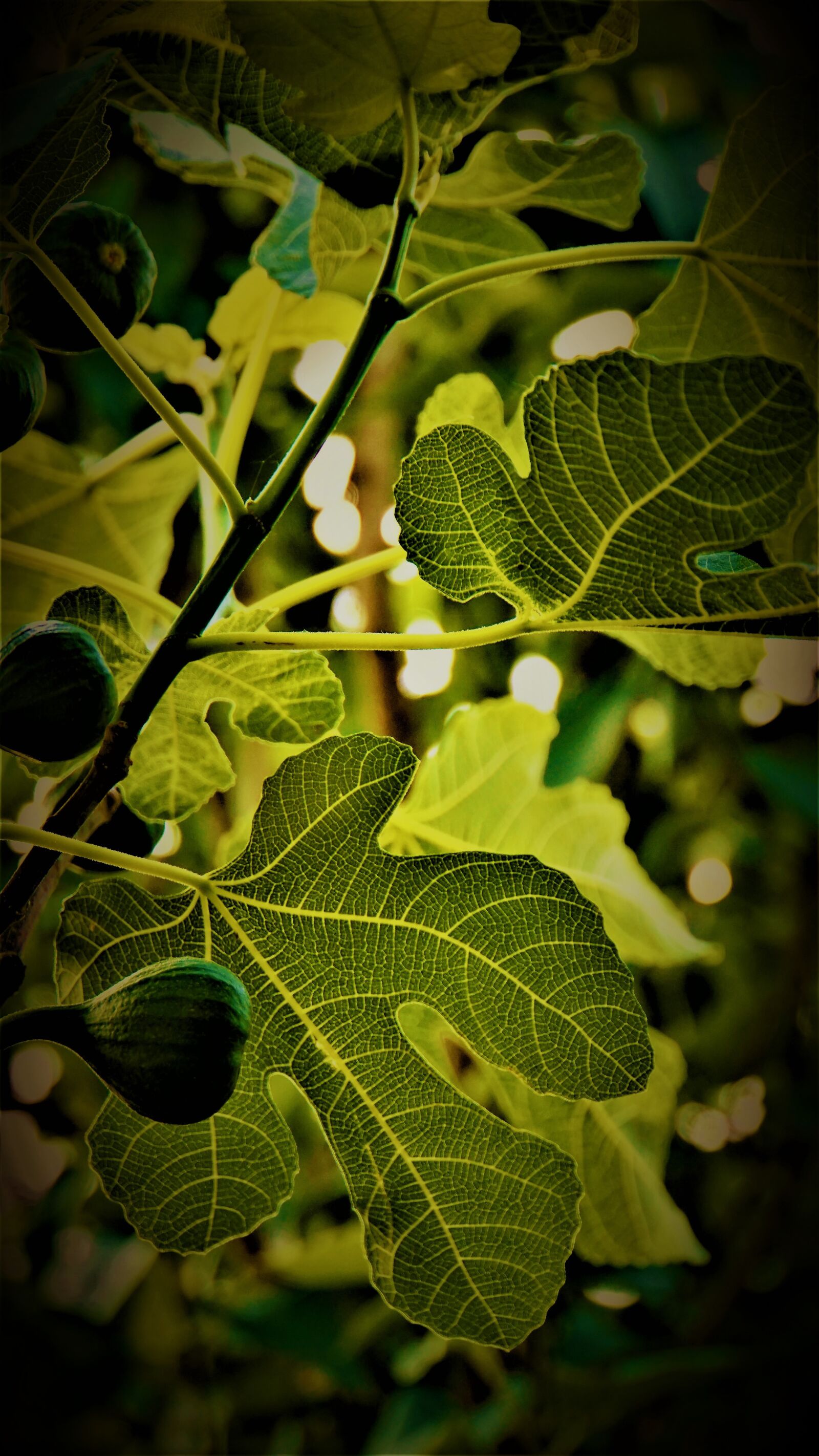 Sony E 18-200mm F3.5-6.3 OSS LE sample photo. Fig tree, figs, fruits photography