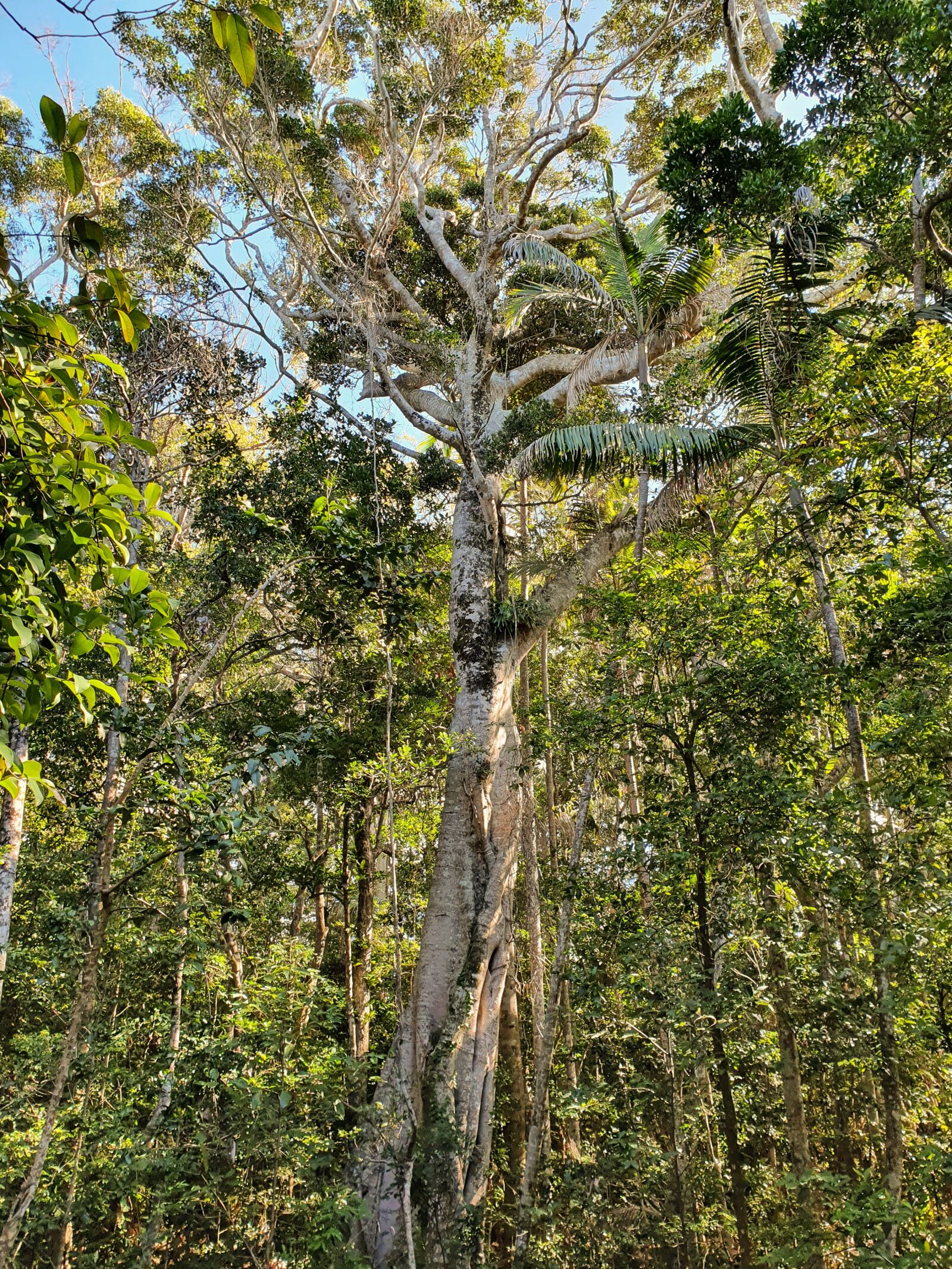 Samsung Galaxy S10e sample photo. Tree, bush, forest photography