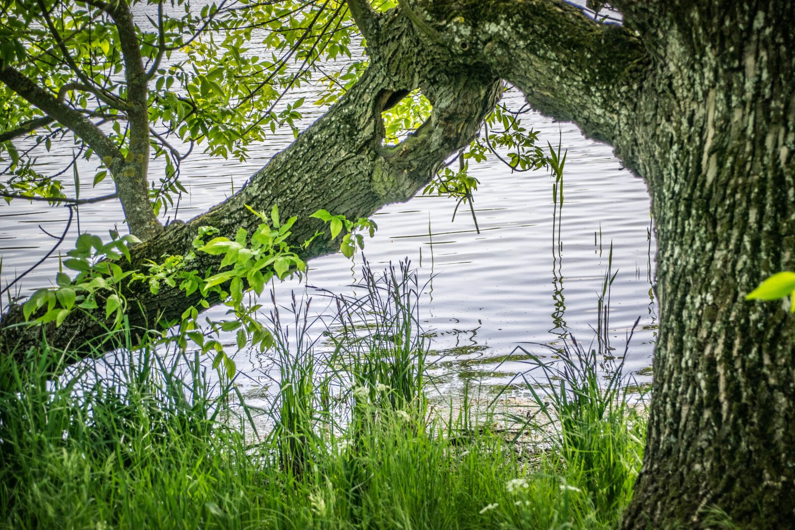 Nikon D5300 sample photo. Still life, lake, surface photography