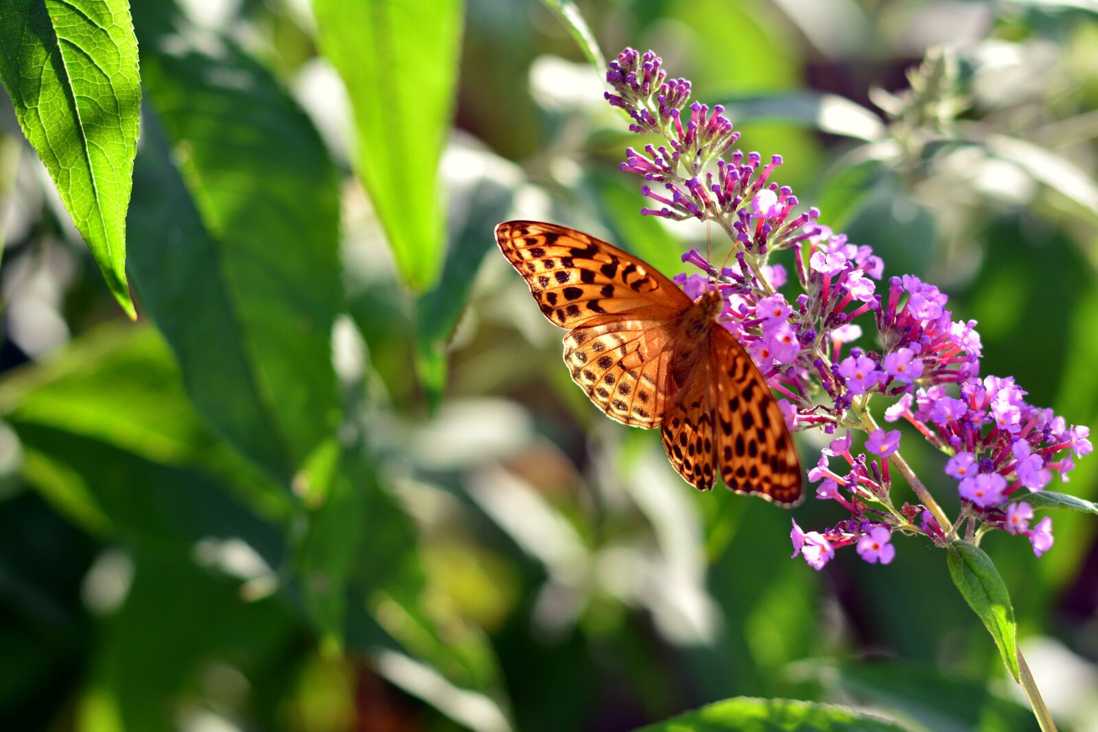 Nikon D5200 sample photo. Fritillary, butterfly, insect photography