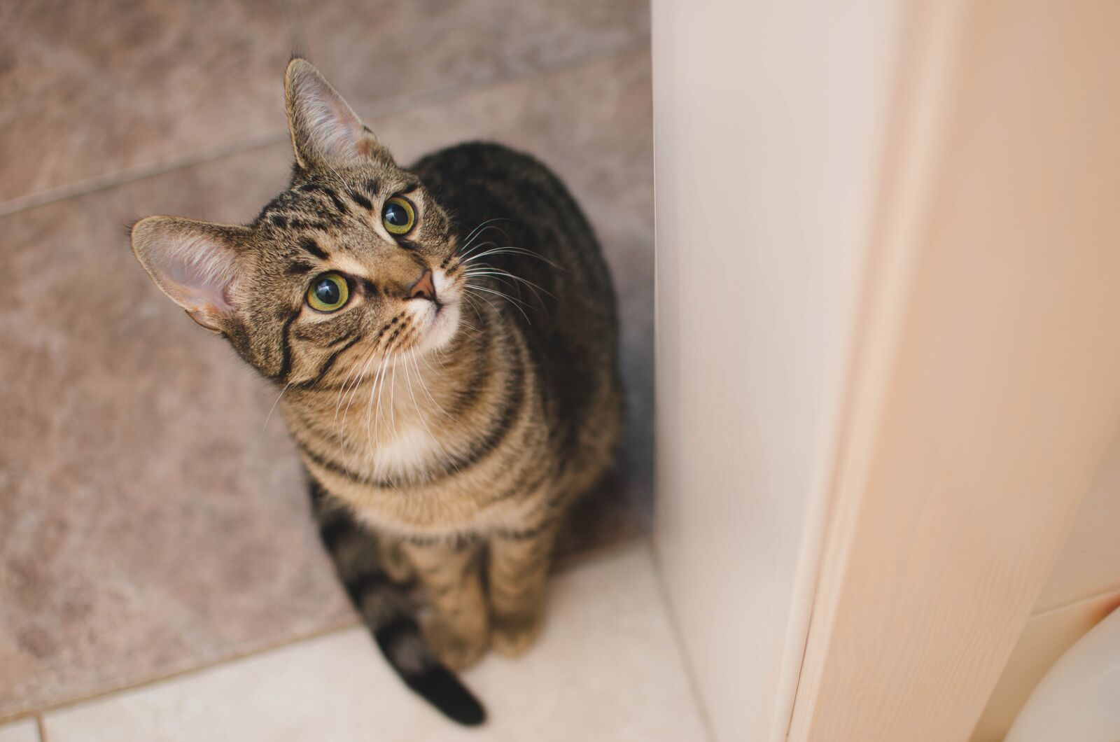 Nikon D7000 sample photo. Cat, kitten, bury cat photography