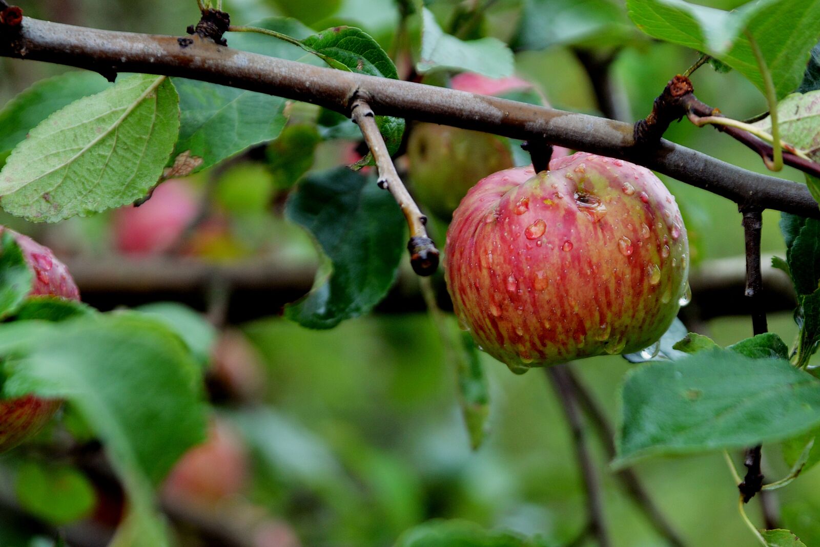 Nikon D610 sample photo. Wild apple, apple, tree photography