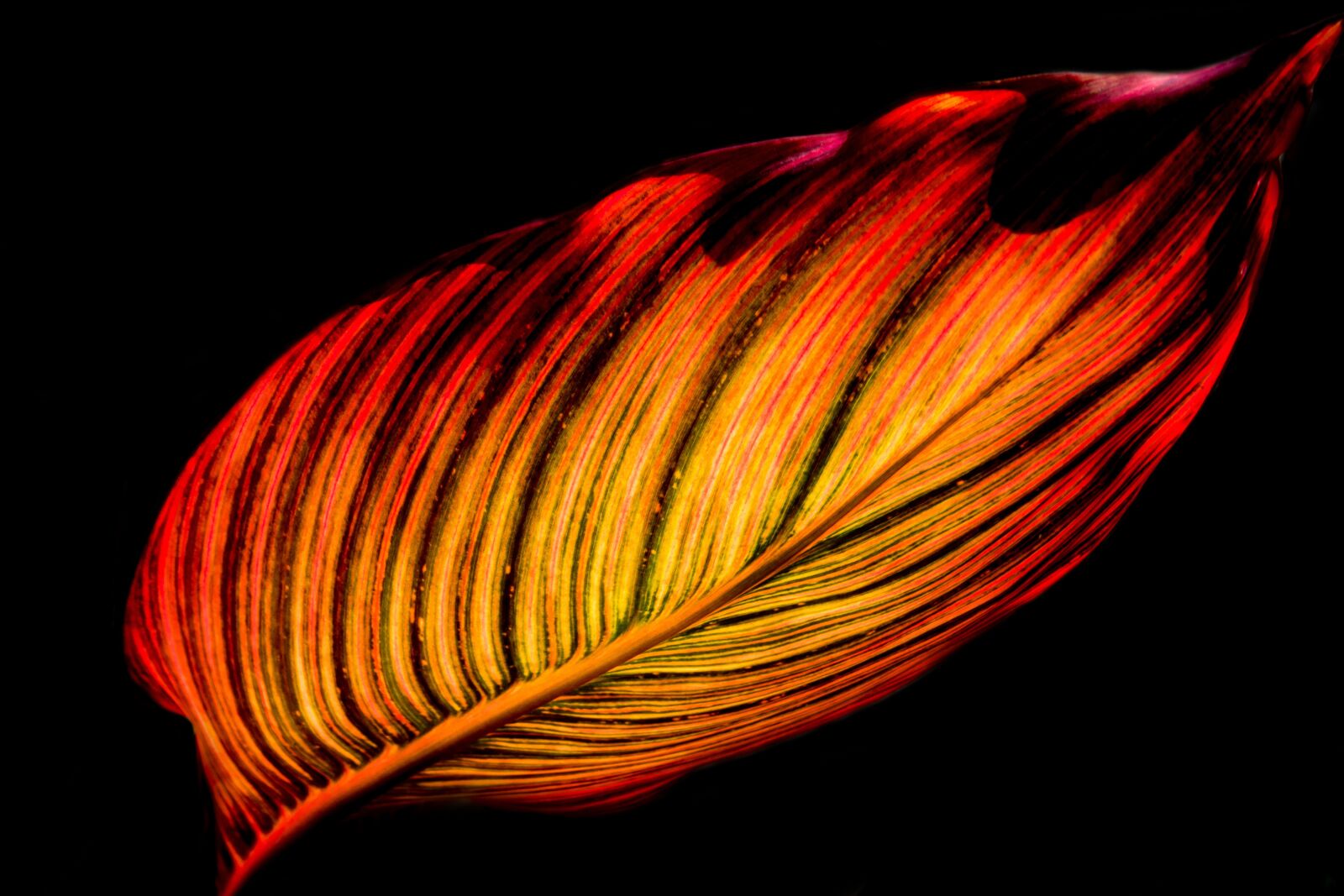Canon EOS 80D sample photo. Leaf, flower, canna photography