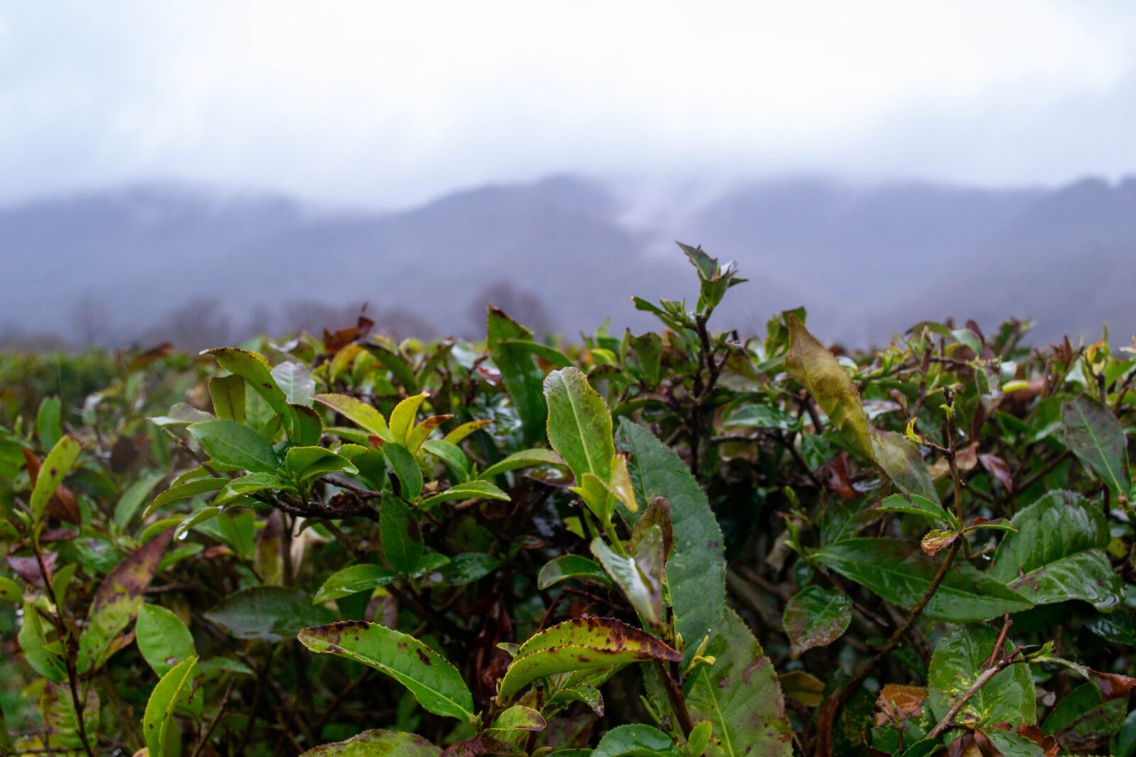 Nikon D3100 sample photo. Tea, tea leaf, the photography