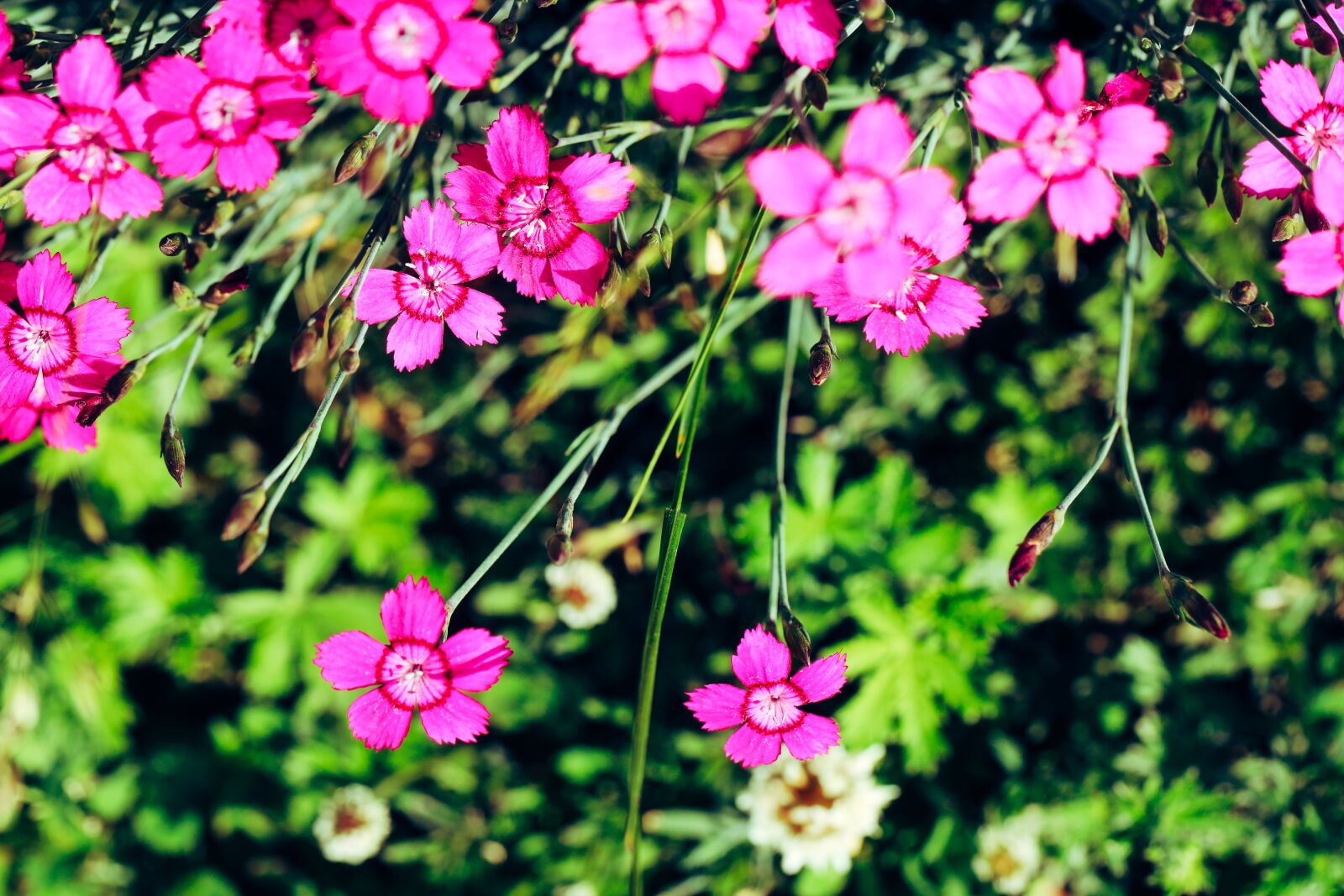 Canon EOS R sample photo. Flower, blossom, summer photography