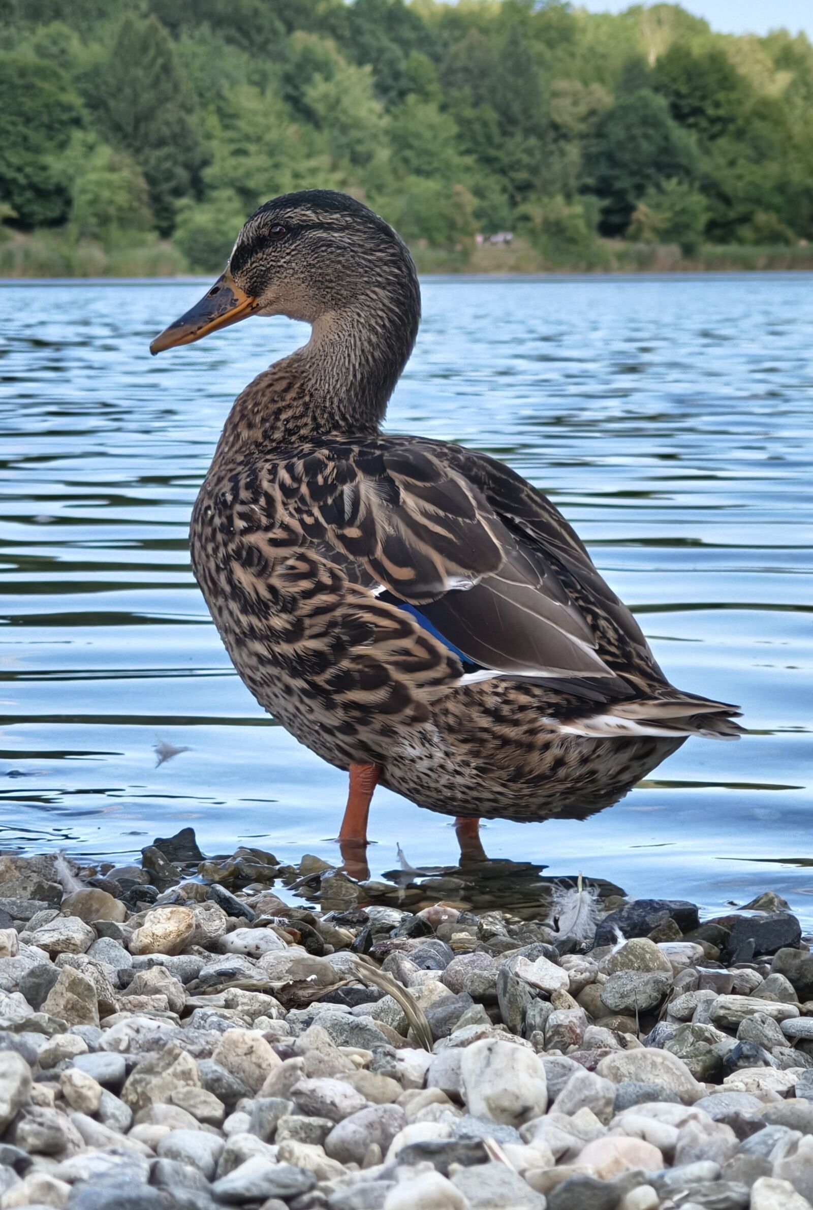 Motorola EDGE 60 PRO sample photo. Duck photography