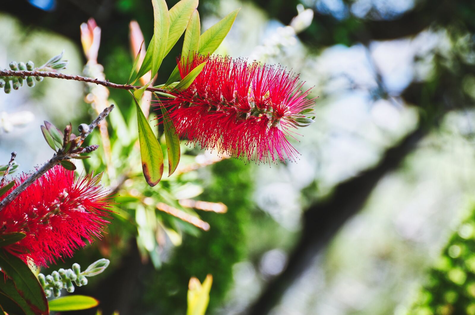 Nikon D300S sample photo. Red, flower, pistil photography