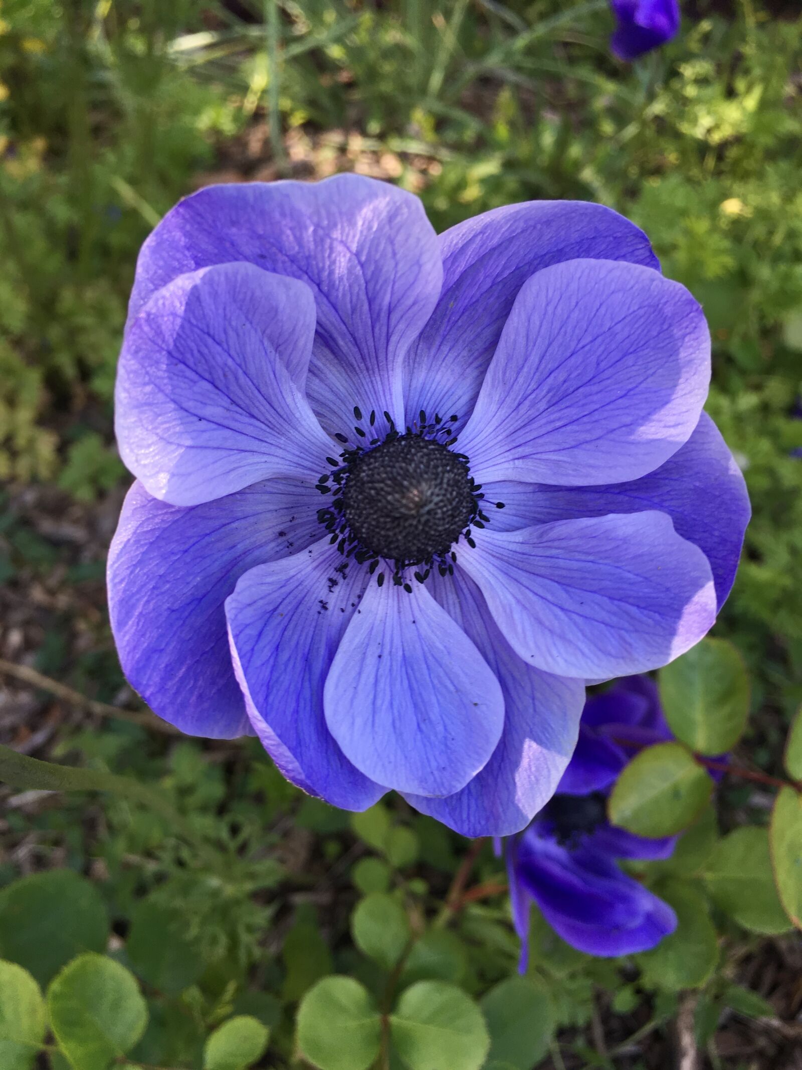 iPhone SE back camera 4.15mm f/2.2 sample photo. Flowers, violet, purple flowers photography
