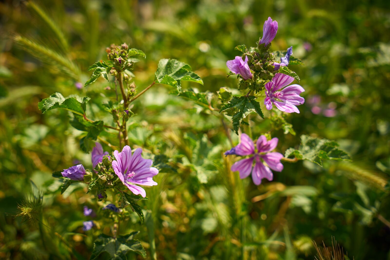 Sony a7R II sample photo. Flower, purple, spring photography