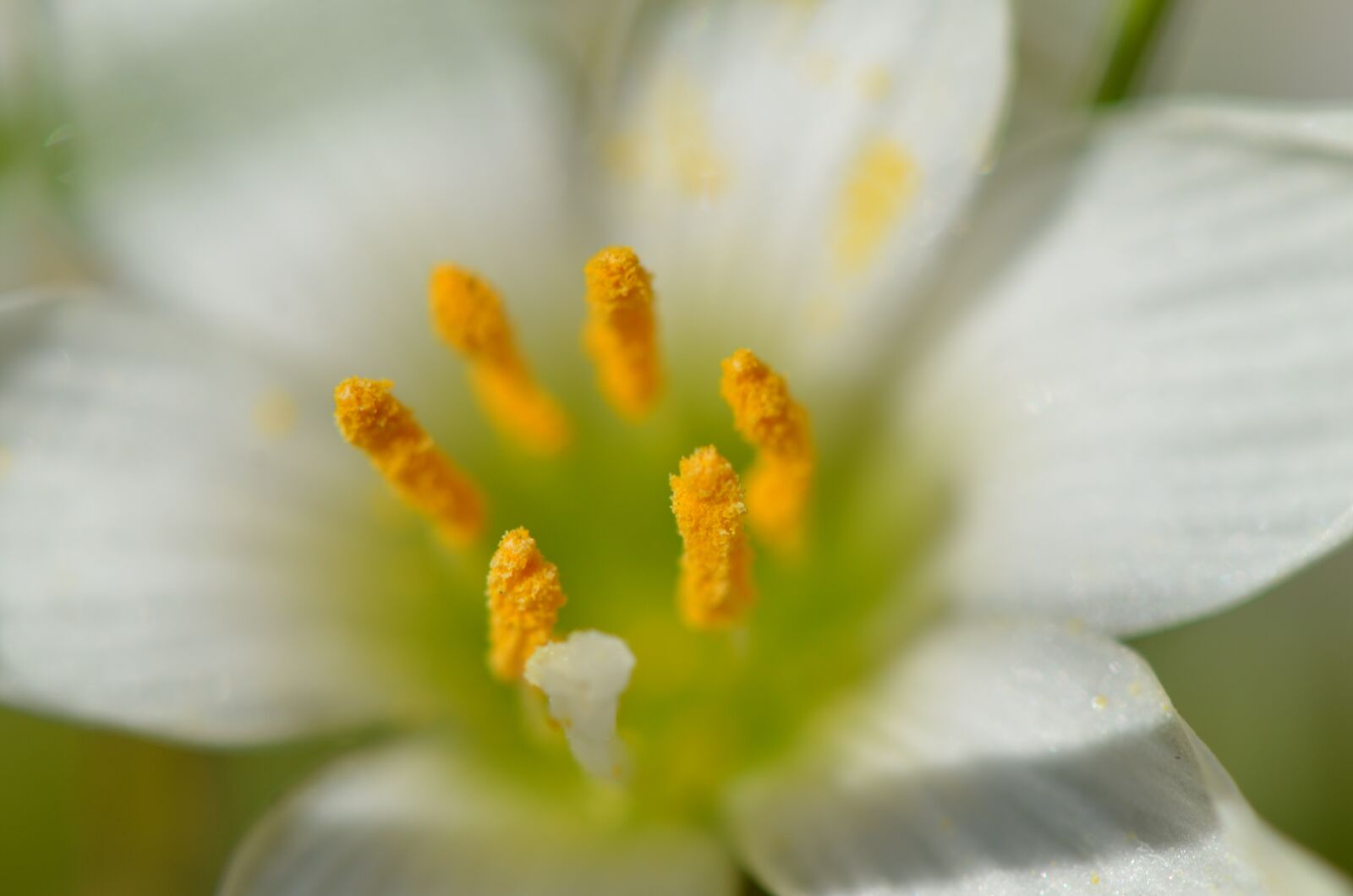 Nikon D7000 sample photo. Macro, flower, nature photography