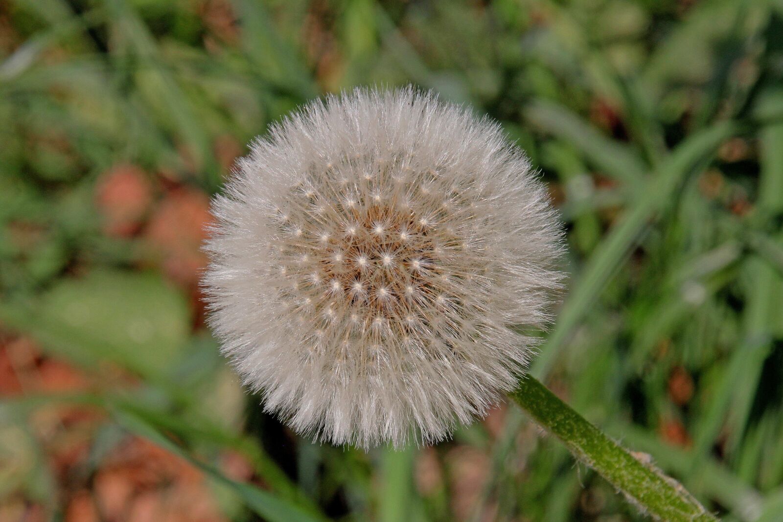 Canon EOS 60D sample photo. Dandelion, nature, plant photography