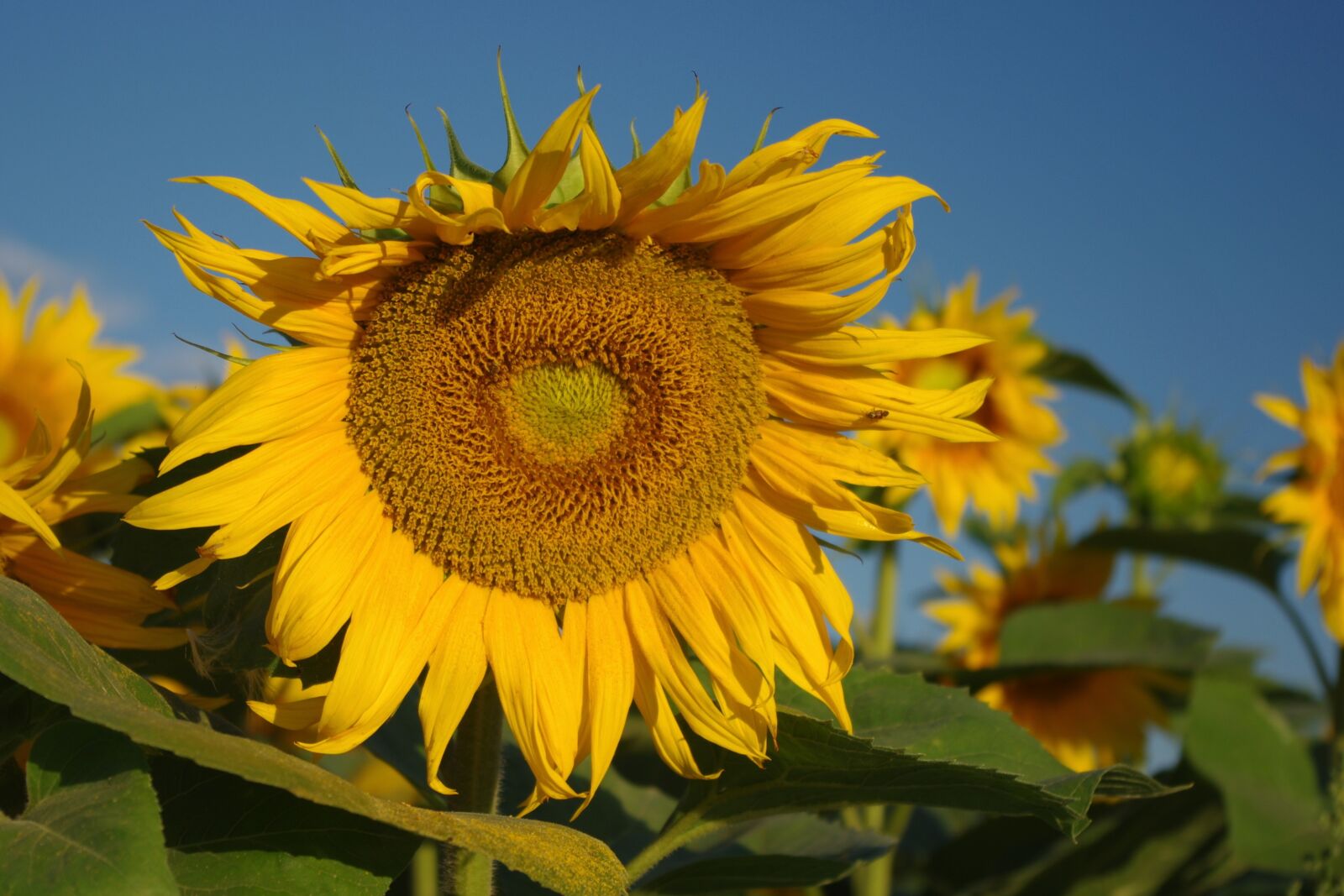 Pentax K-x sample photo. Flower, yellow, sunflower photography