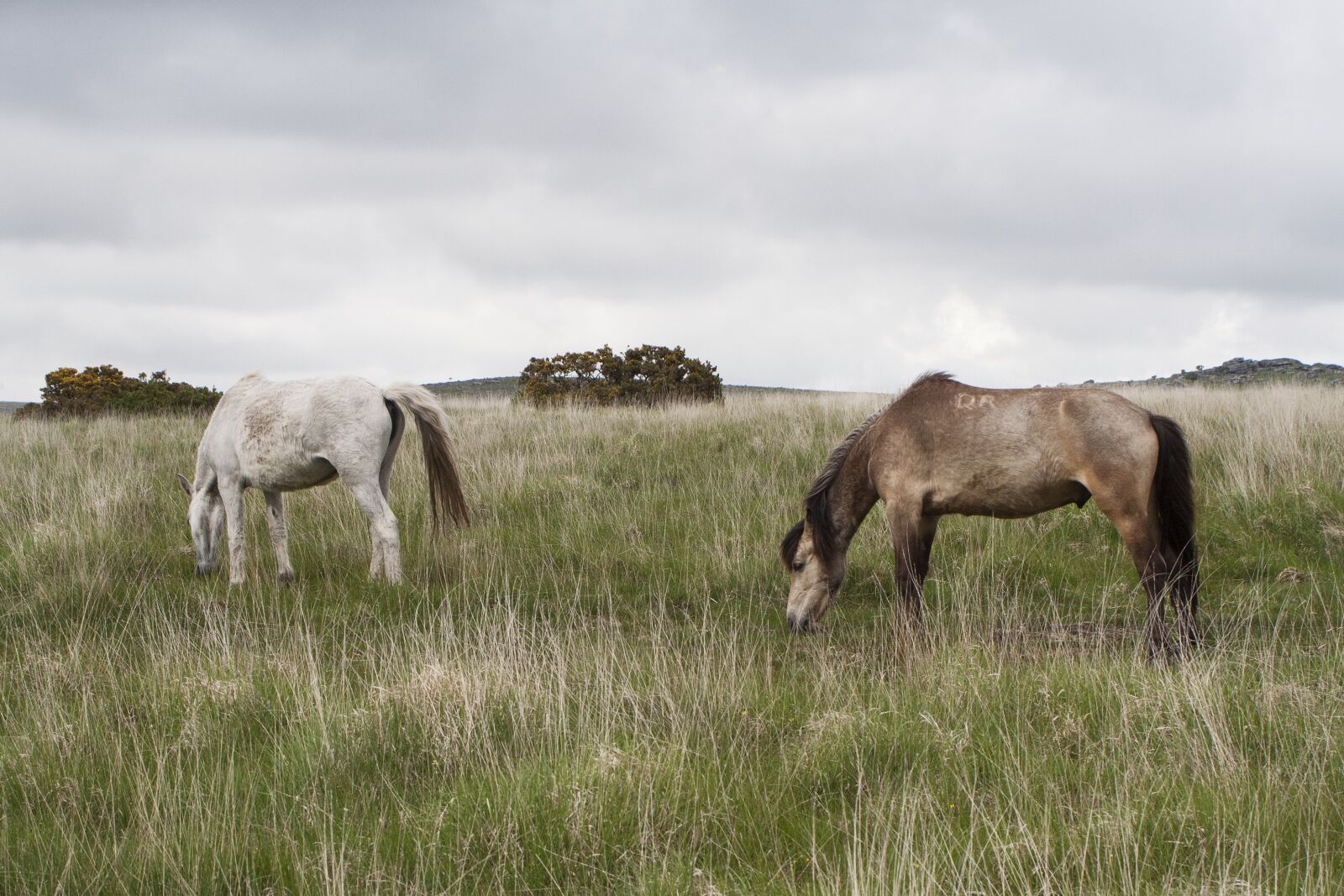 Canon EOS 350D (EOS Digital Rebel XT / EOS Kiss Digital N) sample photo. Dartmoor, pony, horse photography