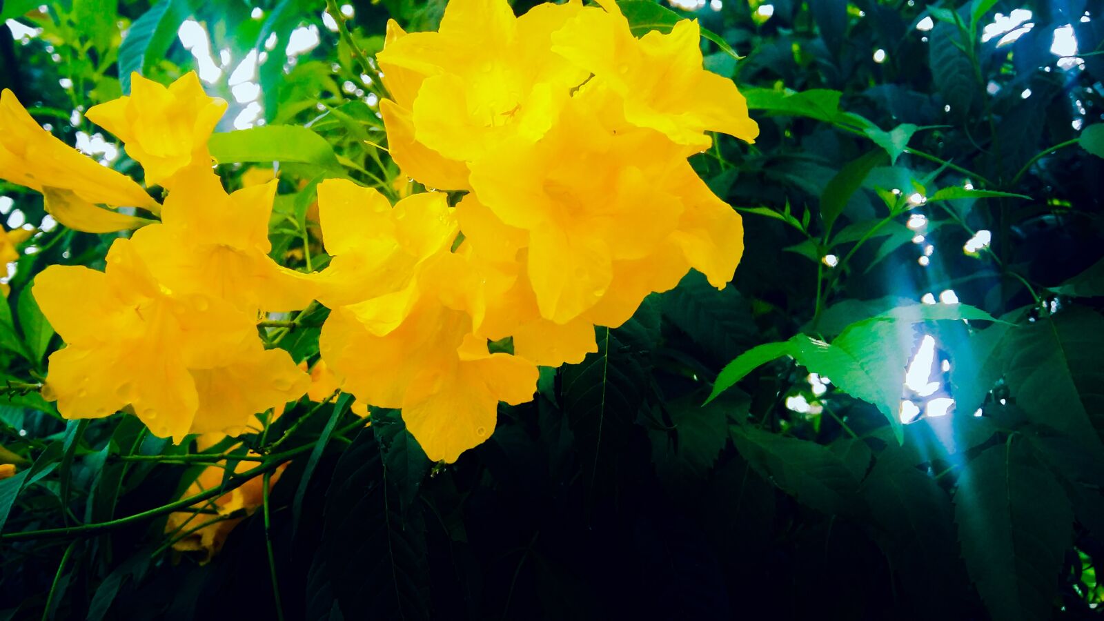 Samsung Galaxy A5 sample photo. Flowers, yellow, nature photography