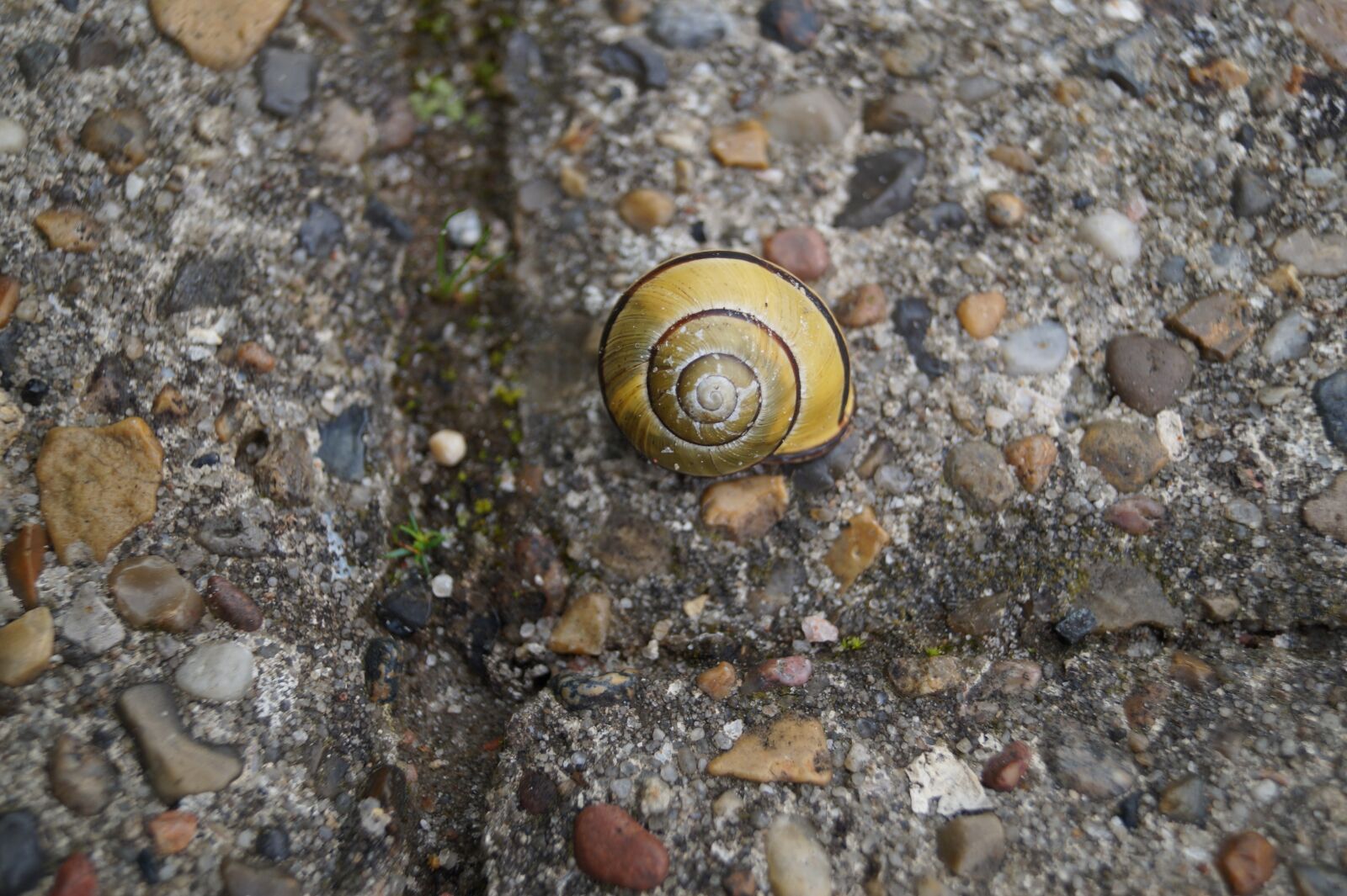 Sony DT 18-55mm F3.5-5.6 SAM II sample photo. Snail, shell, animal photography