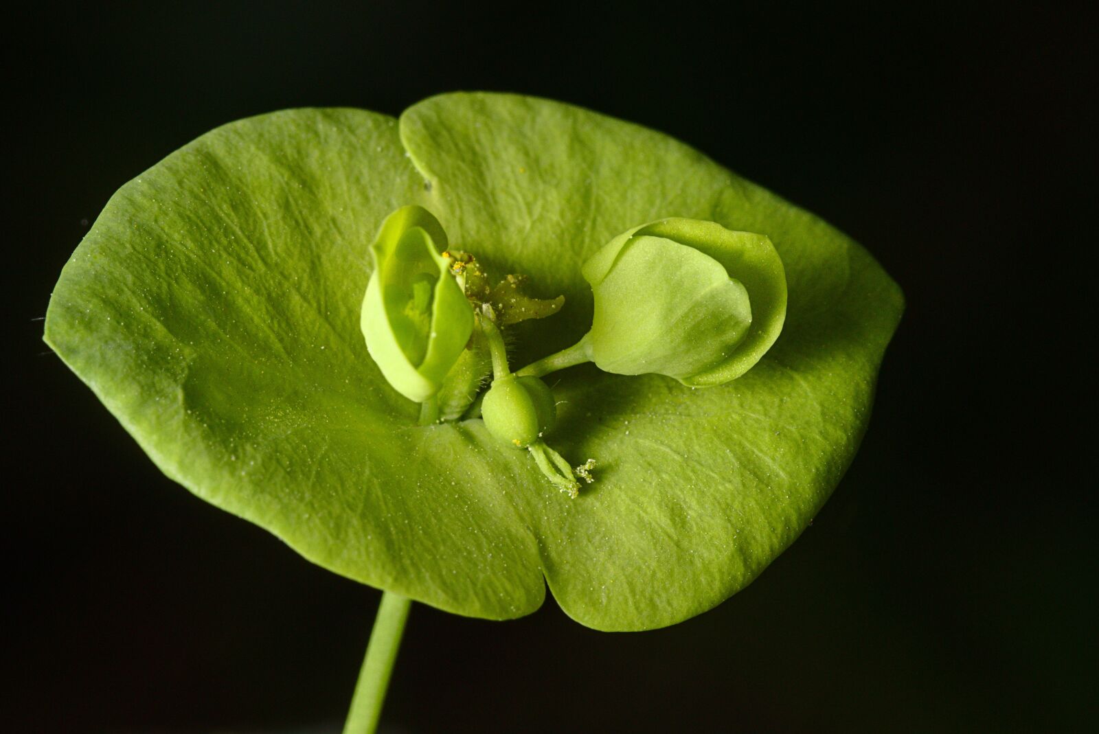 Canon EF 100mm F2.8L Macro IS USM sample photo. Spurge, blossom, bloom photography