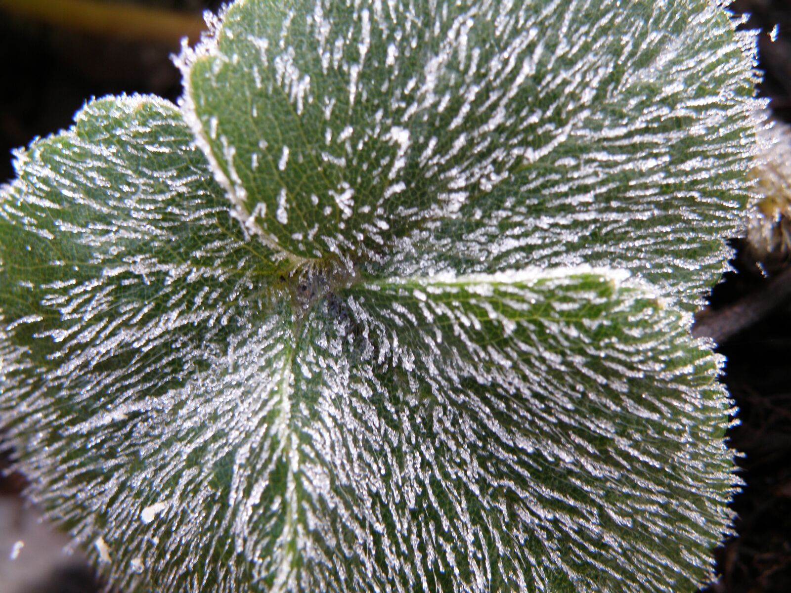 Olympus SP-565UZ sample photo. Plant, ice, nature photography