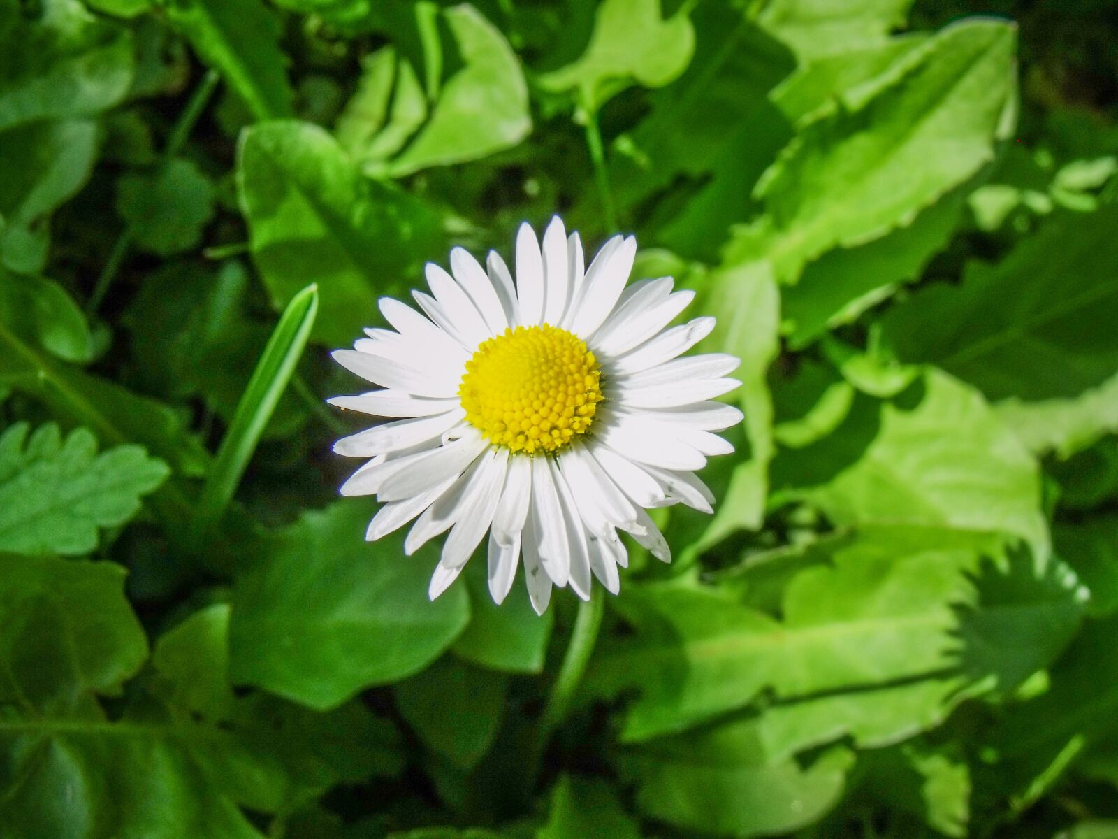 Fujifilm FinePix S1500 sample photo. Daisy, flower, white photography