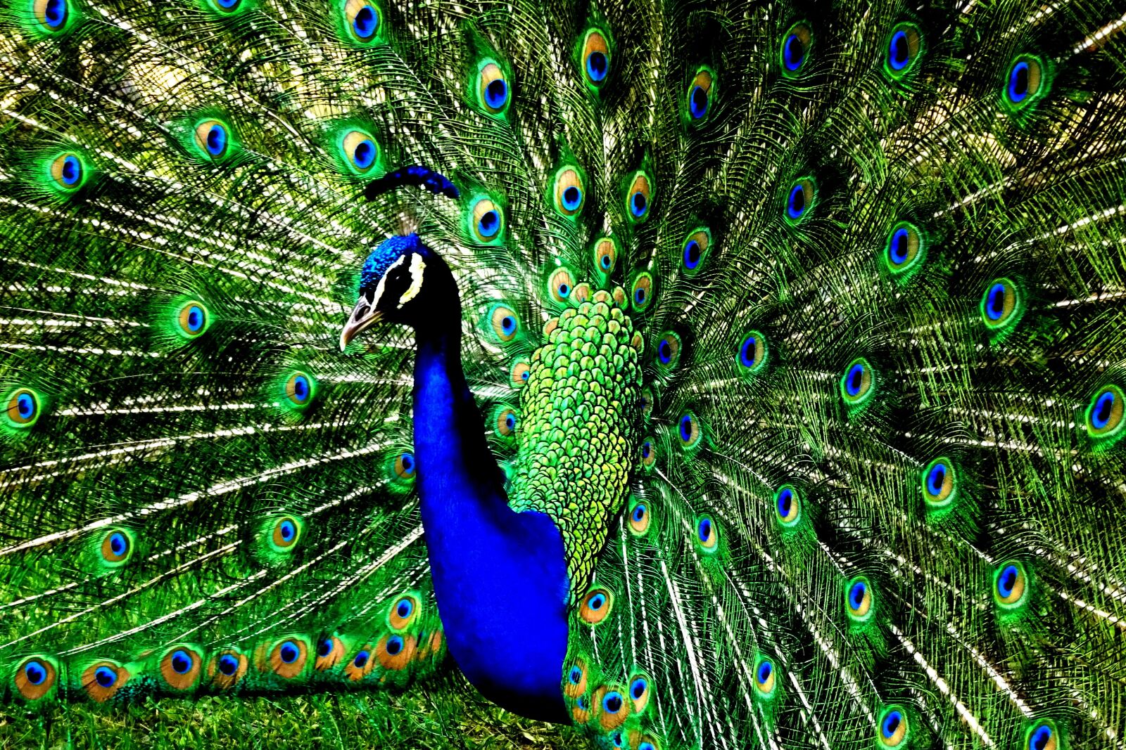 Sony Cyber-shot DSC-WX350 sample photo. Peacock, animal, bird photography