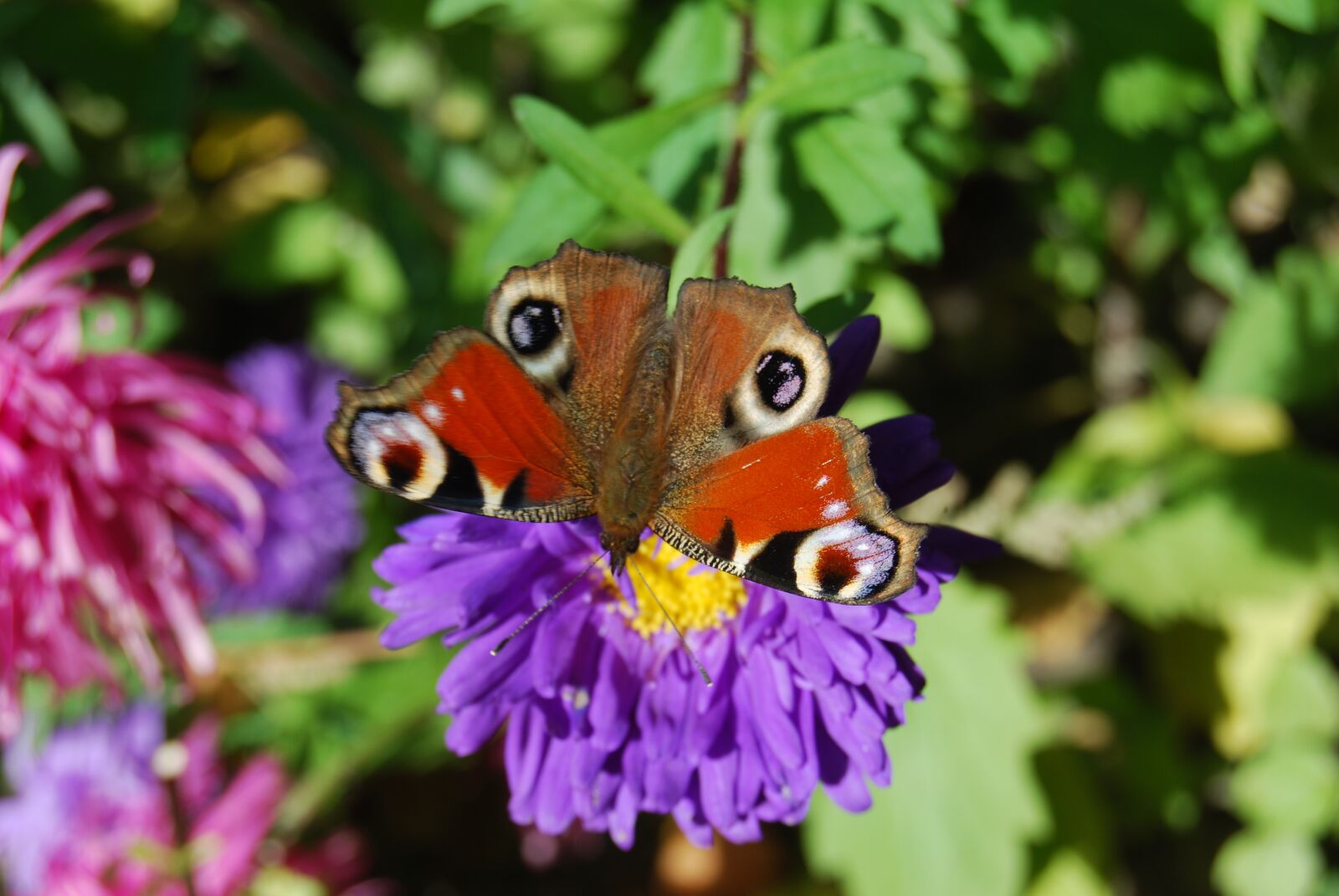Nikon D40X sample photo. Butterfly, flower, insect photography