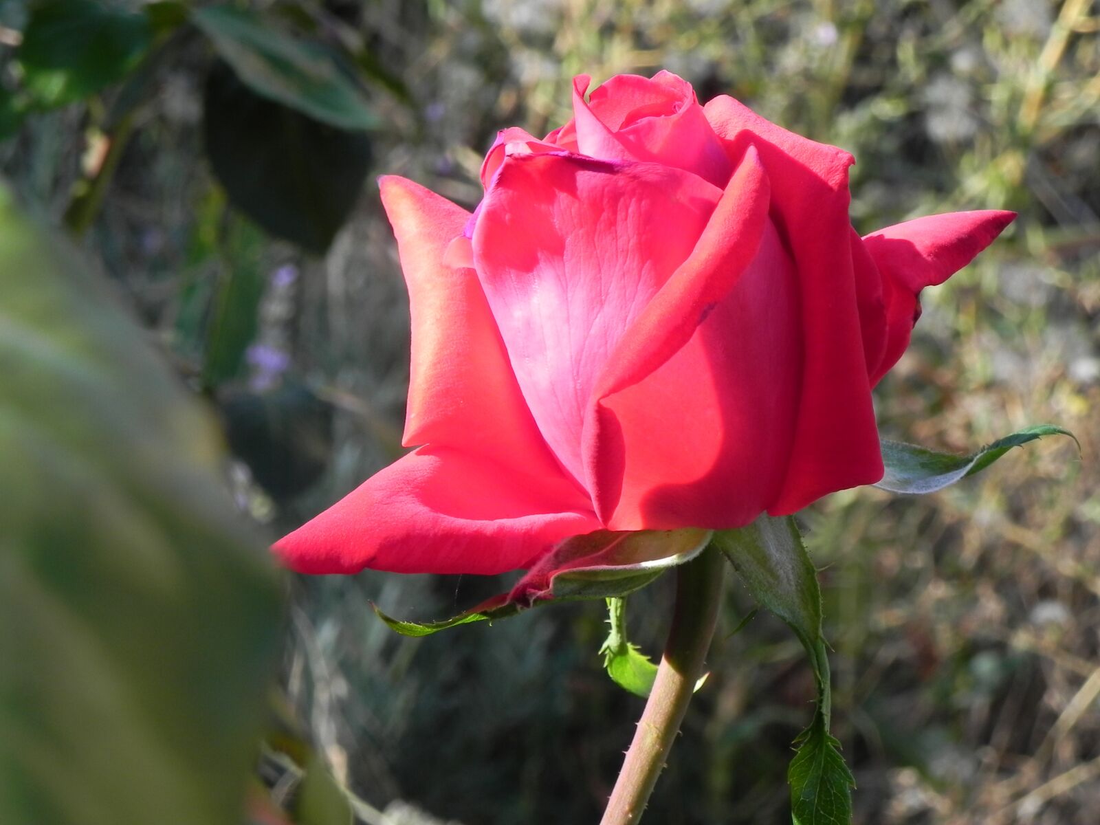 Nikon Coolpix P100 sample photo. Rosa, red, flower photography