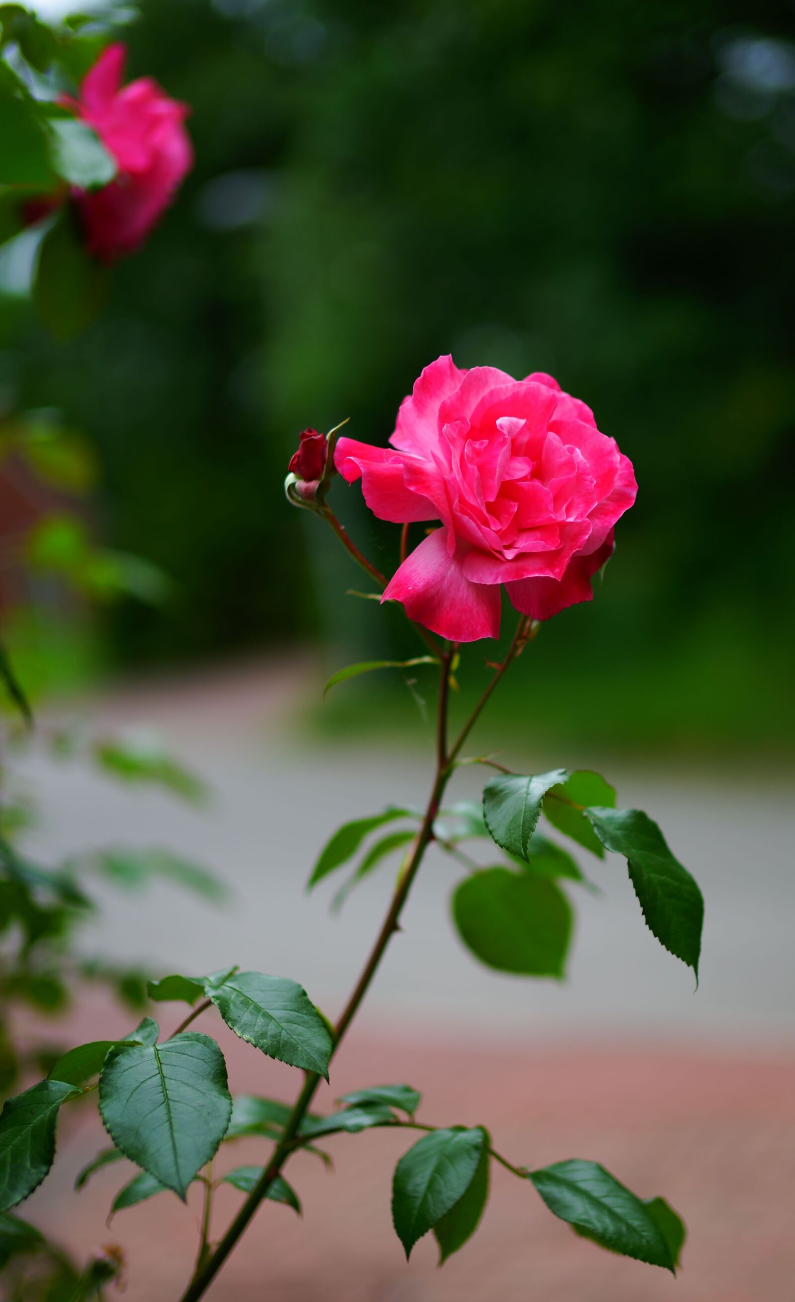 Sony a99 II + Sony Planar T* 50mm F1.4 ZA SSM sample photo. Roses, flowers, rainy day photography