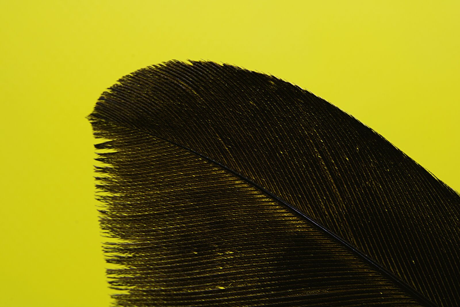 Canon EOS 750D (EOS Rebel T6i / EOS Kiss X8i) sample photo. Feather, bird, avian photography