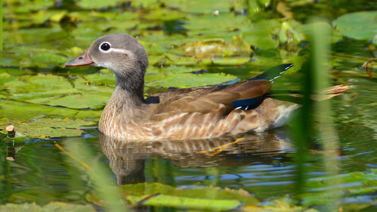 Nikon D3200 sample photo. Beauty, female, mandarin photography