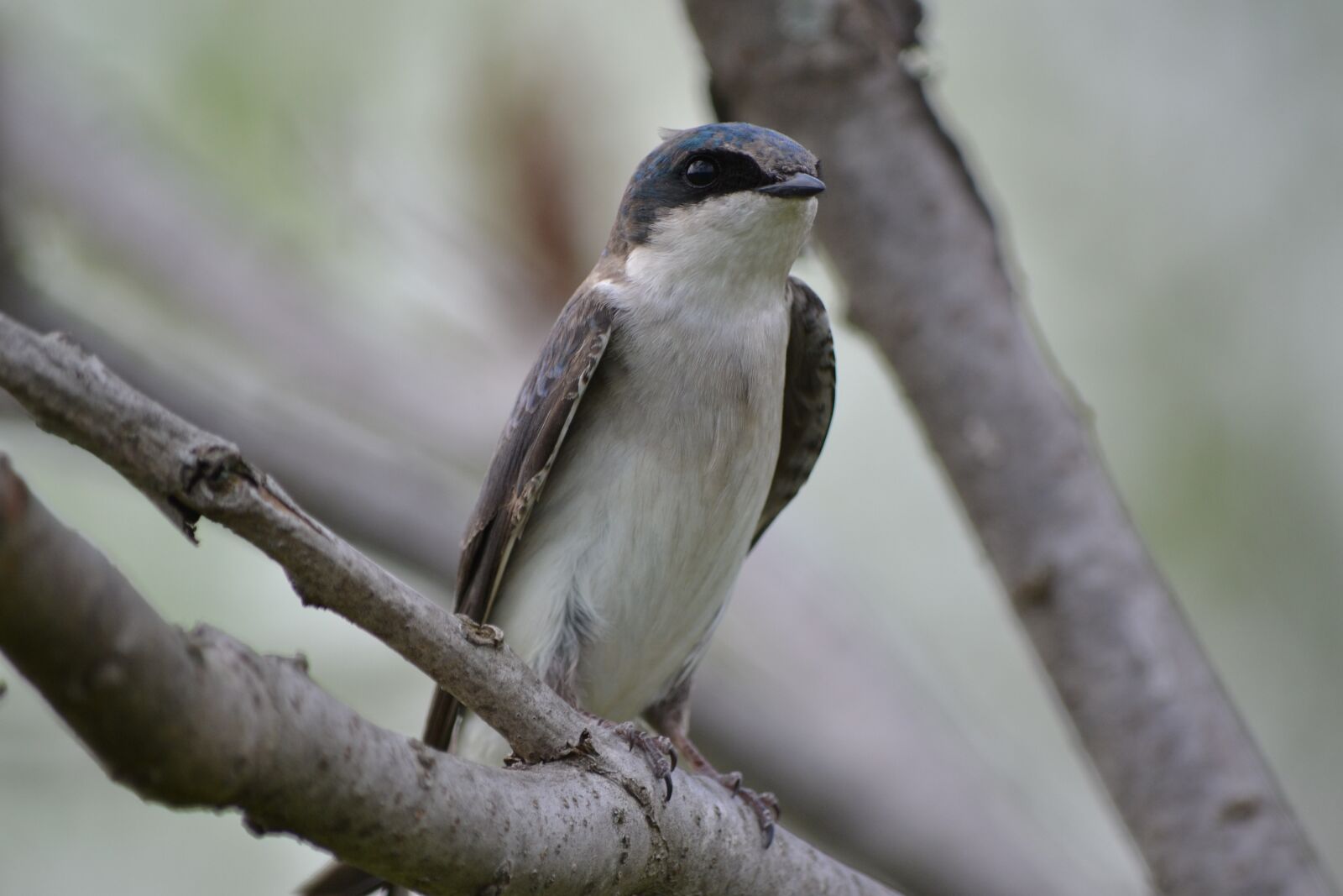 Nikon D3100 sample photo. Swallow, tree trunk, bird photography