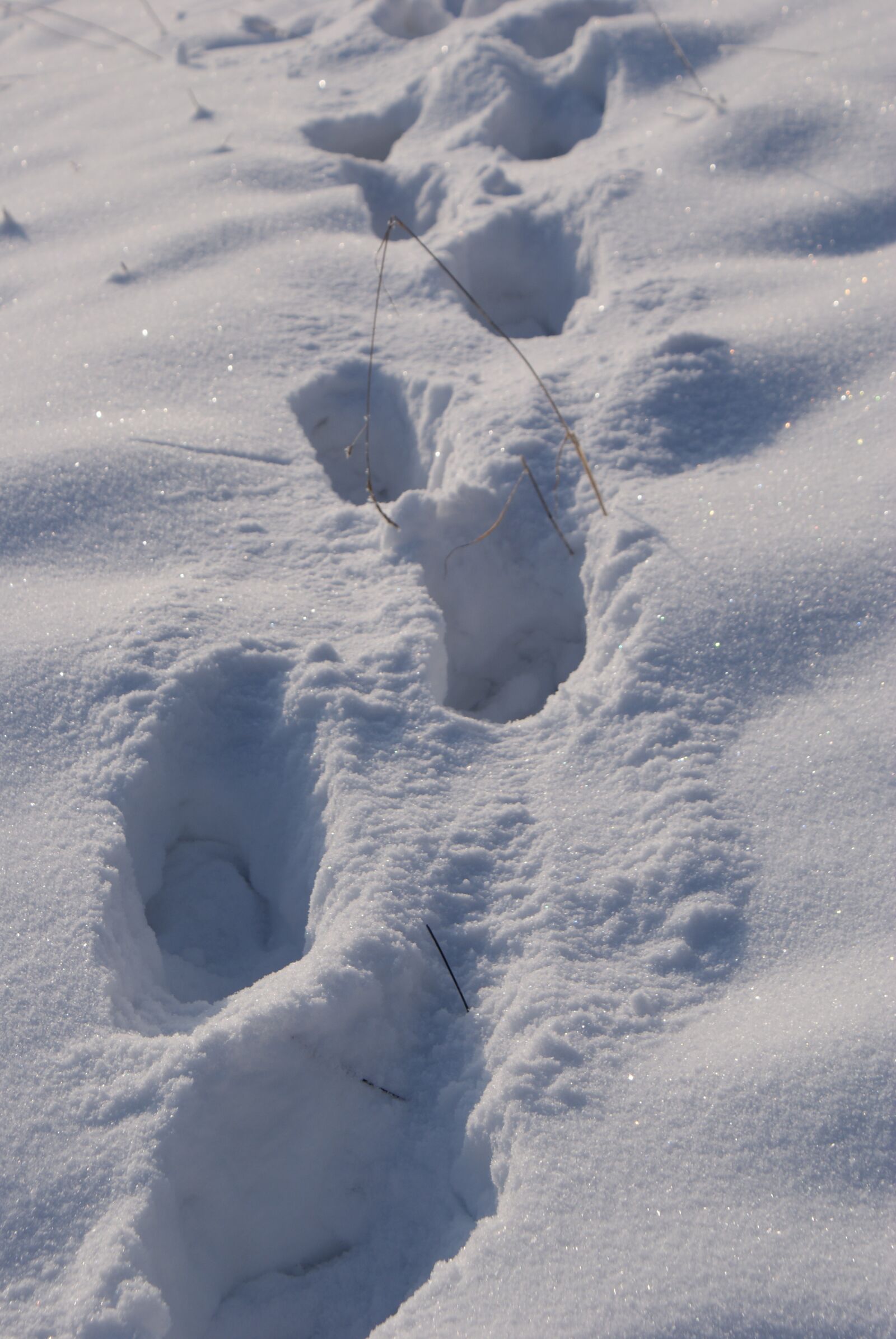 Sony Alpha DSLR-A300 sample photo. Snow, winter, footprint photography