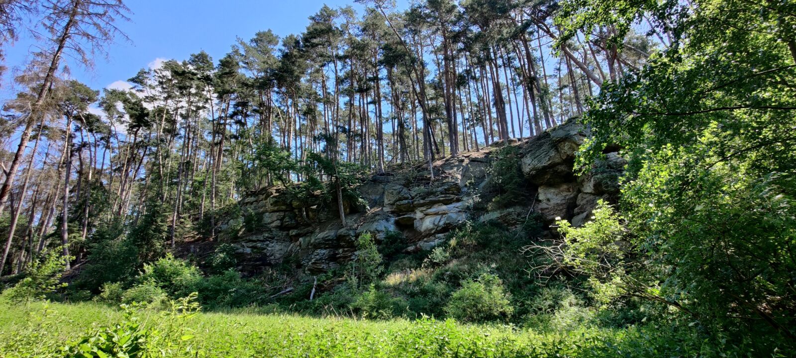 OnePlus IN2023 sample photo. Nature, landscape, forest photography