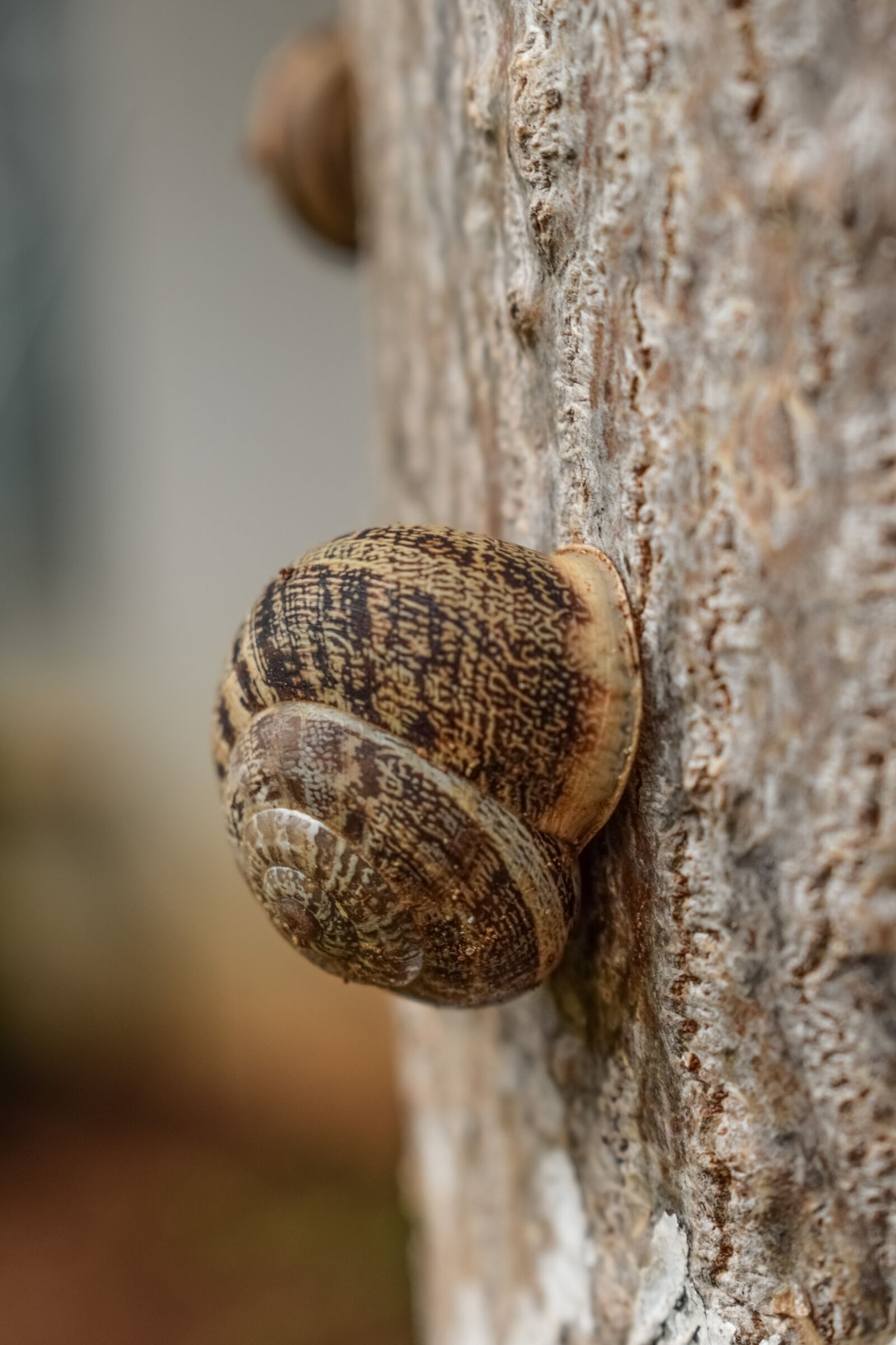 Nikon D3300 sample photo. Snail, tree, nature photography