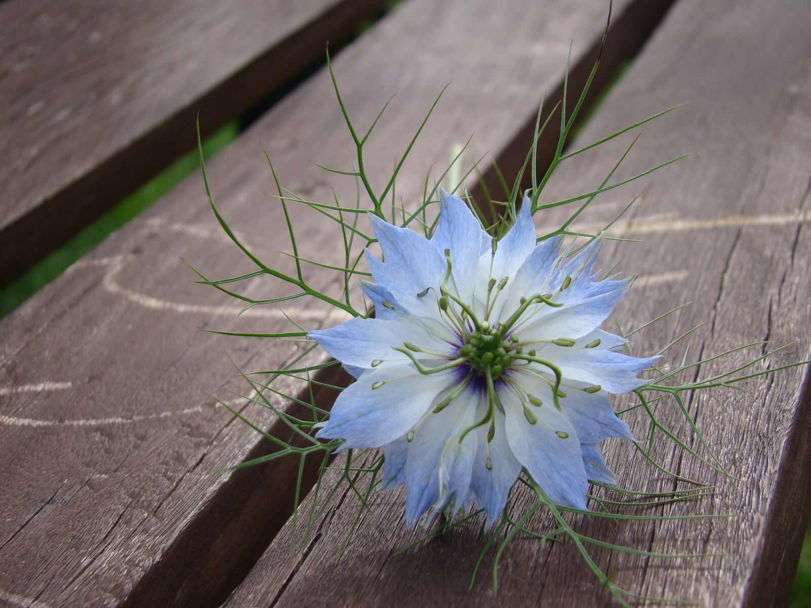 Sony Cyber-shot DSC-H50 sample photo. Flower, blue, banch photography