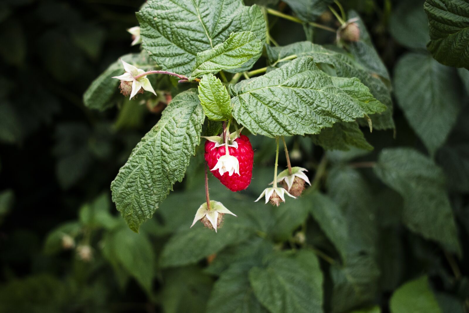 Nikon D3500 sample photo. Raspberry, bush, summer photography