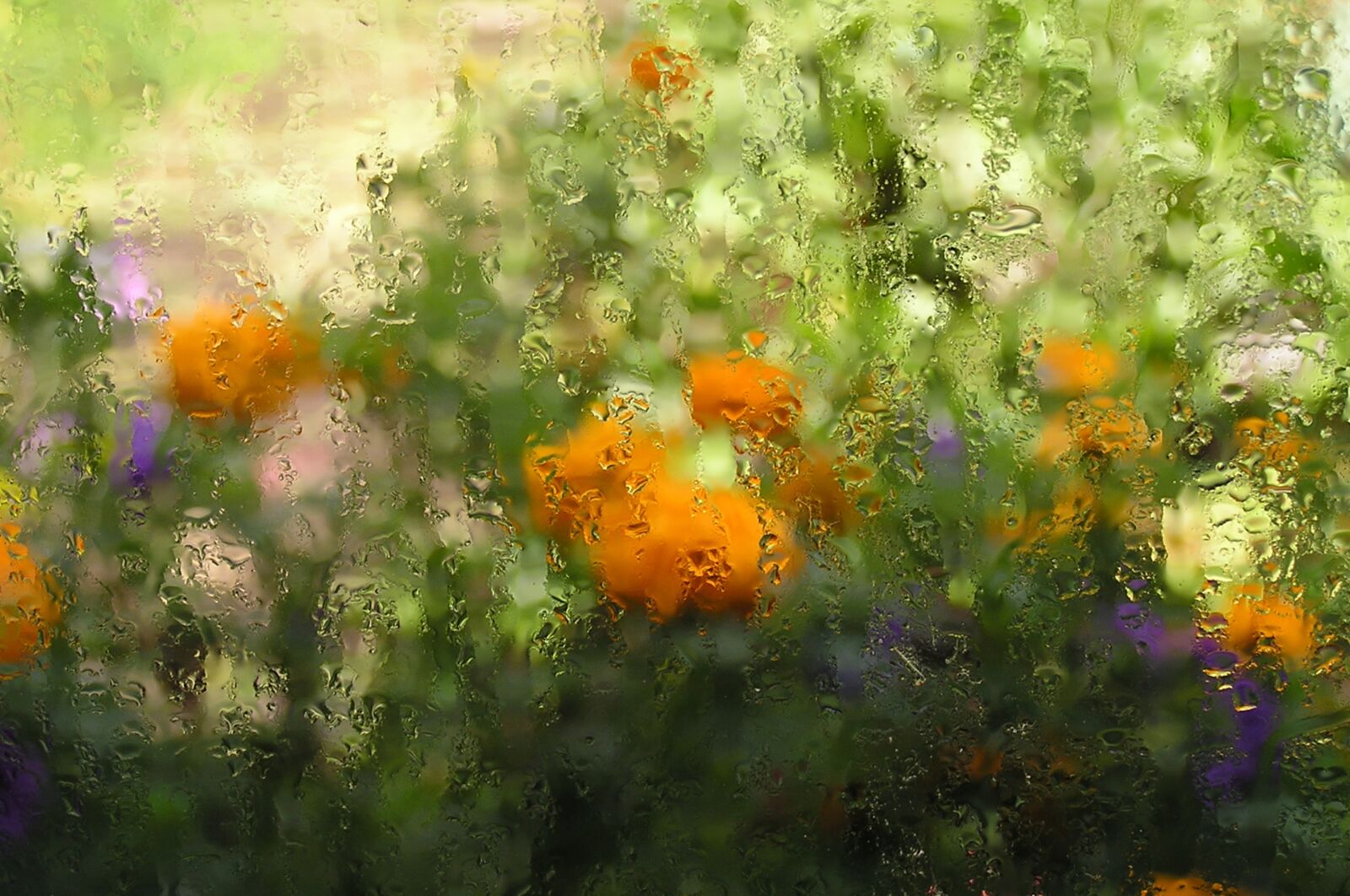 Olympus C740UZ sample photo. Rain, glass, flowers photography