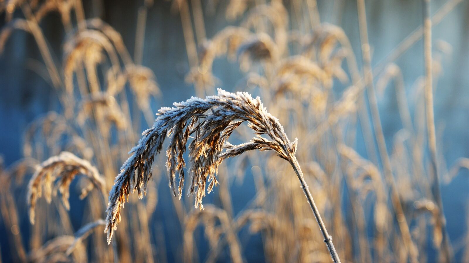 Sony Alpha DSLR-A350 sample photo. Reed plume, frozen, winter photography