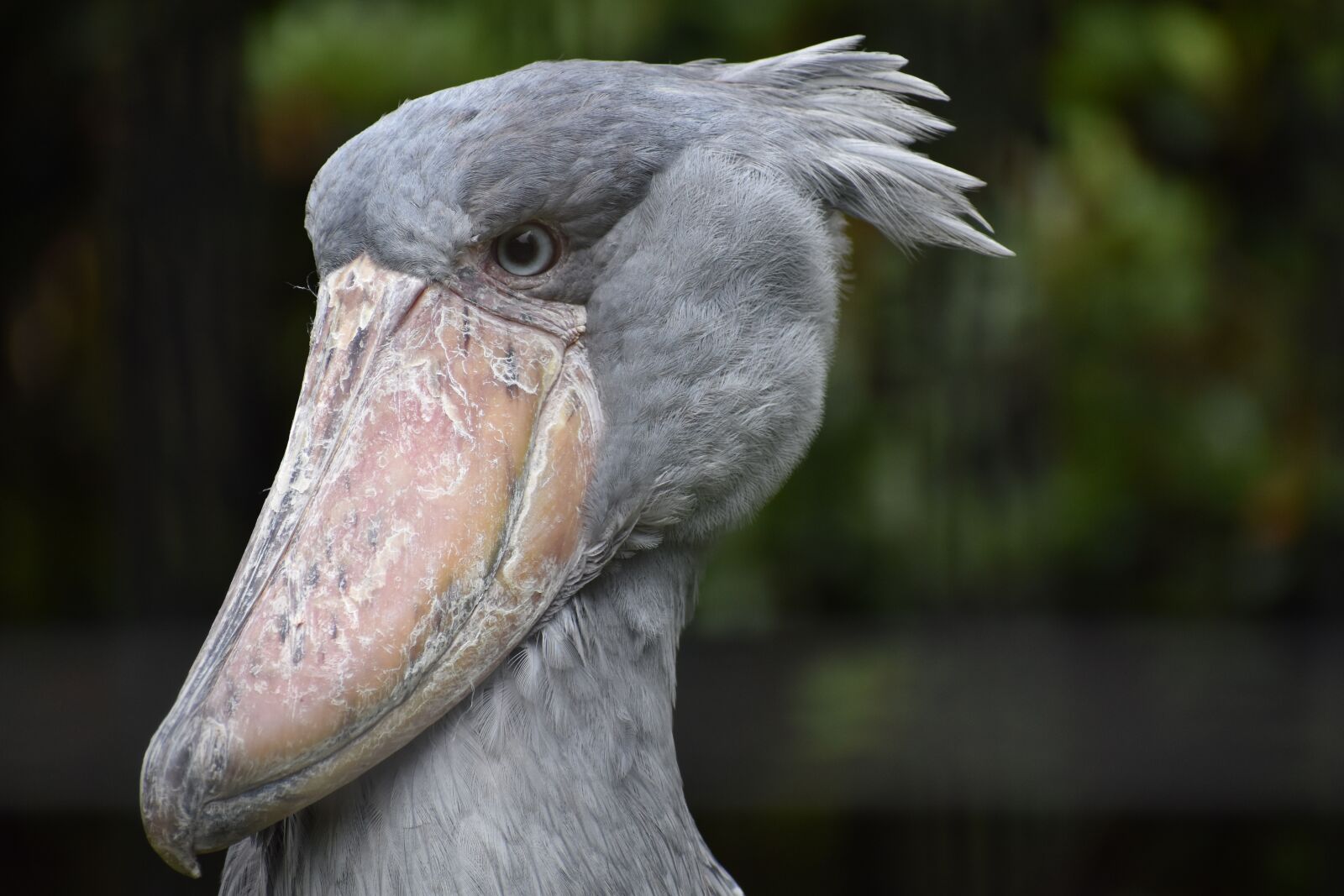 Nikon D5600 sample photo. Bird, animal, zoo photography