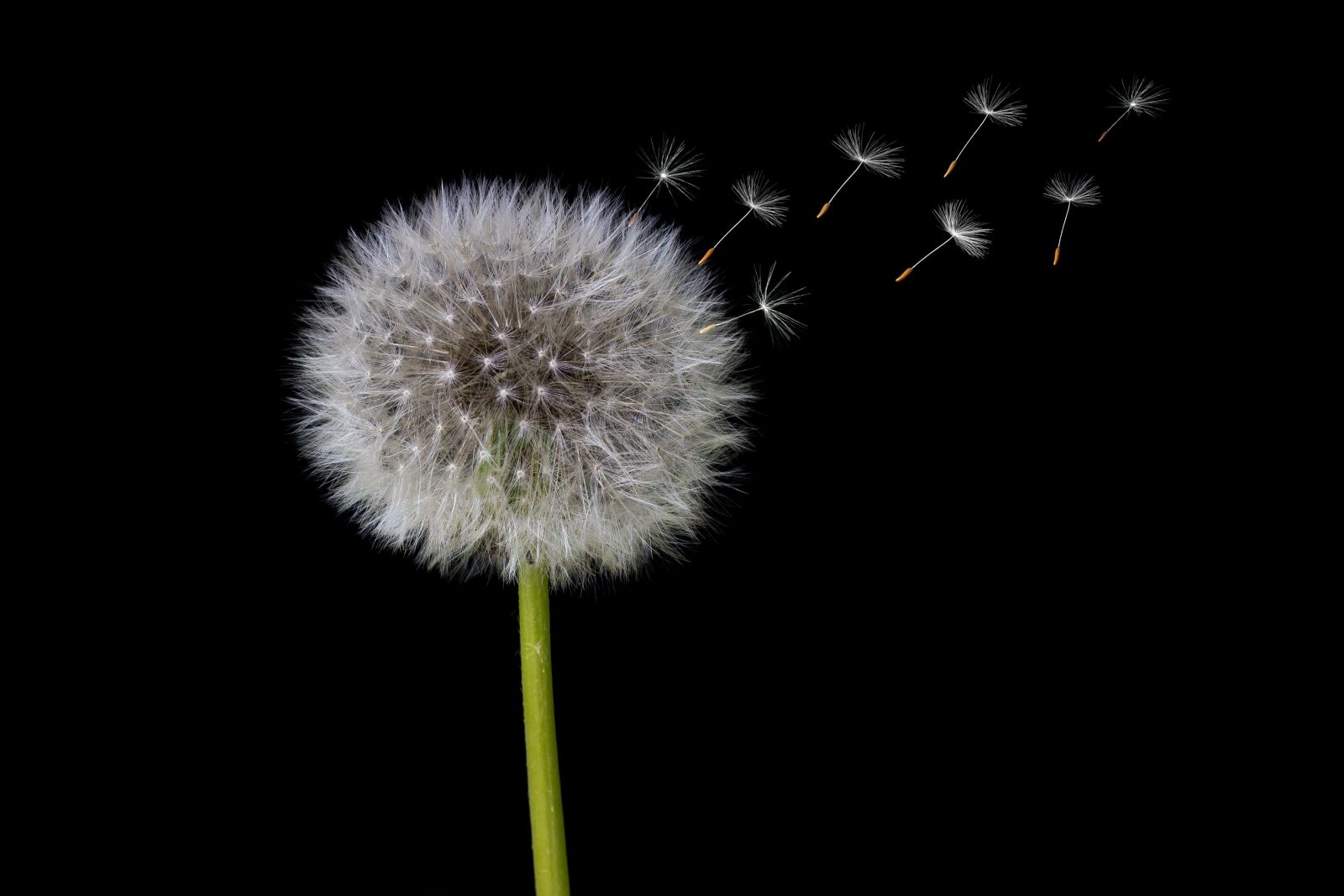 Canon EOS 600D (Rebel EOS T3i / EOS Kiss X5) + Canon EF 50mm F1.4 USM sample photo. Dandelion, seeds, dandelion seeds photography